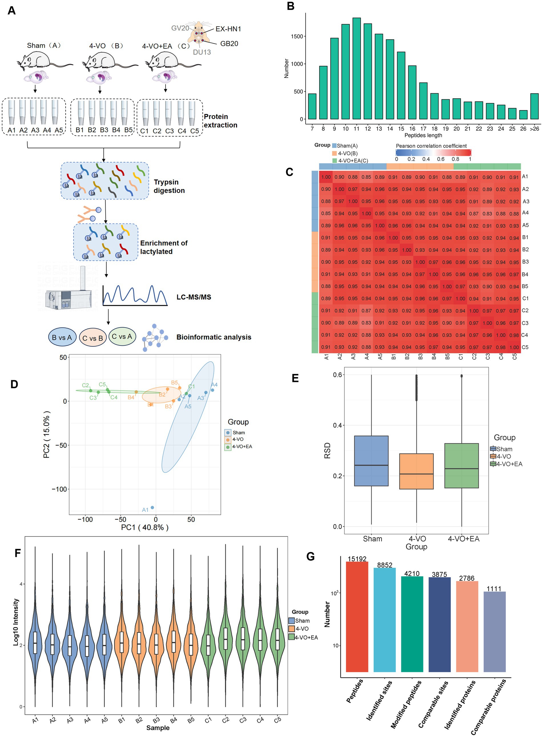 Panel A illustrates the study design with three groups: Sham, 4-VO, and 4-VO+EA, with protein extraction and analysis steps. Panel B is a bar graph showing peptide lengths distribution. Panel C presents a heatmap of Pearson correlation coefficients for different samples. Panel D is a PCA plot showing sample clustering by groups. Panel E is a box plot illustrating RSD across groups. Panel F shows violin plots of log10 intensity for samples. Panel G is a bar graph displaying counts of peptides and proteins identified and compared.