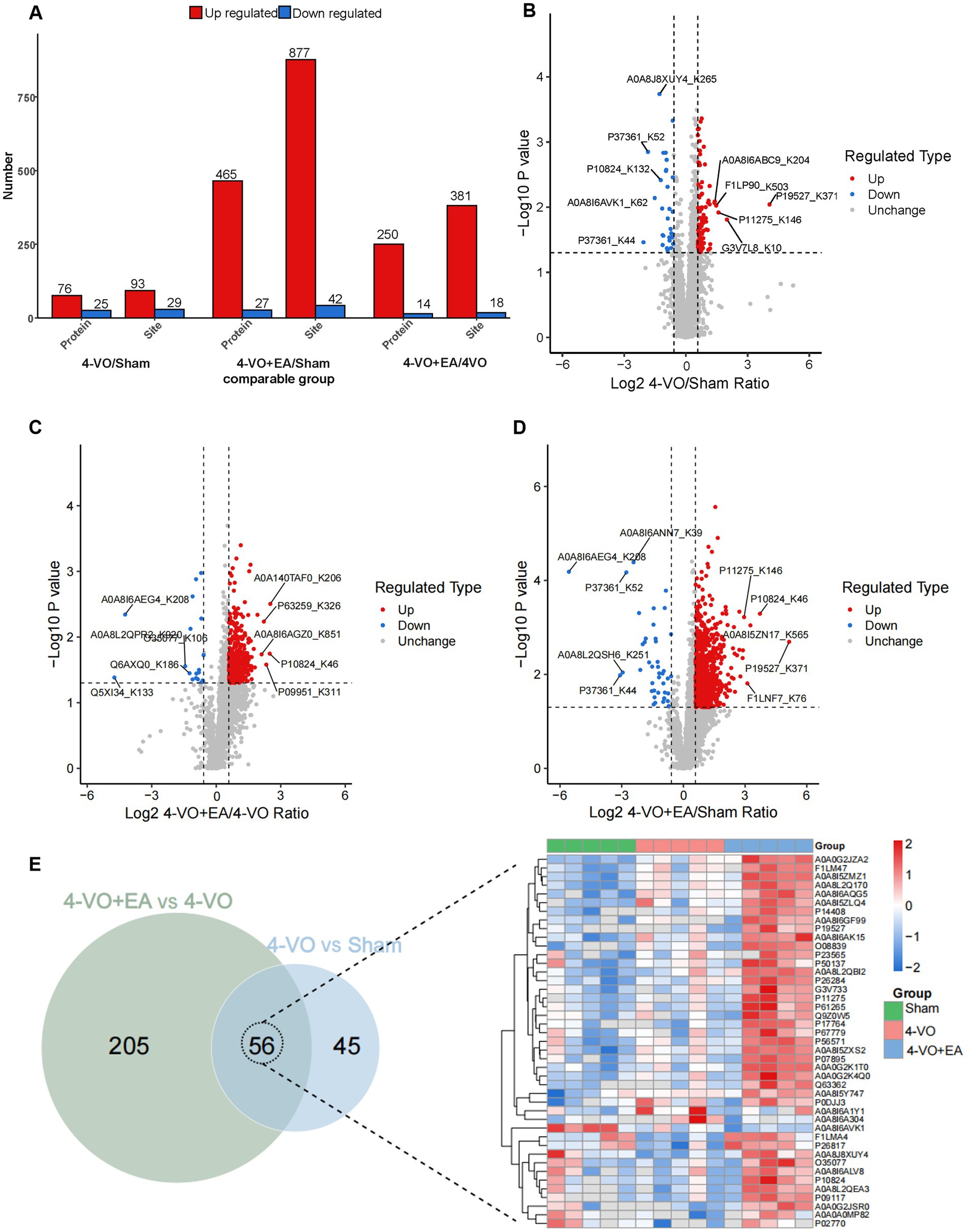 Composite image with multiple panels showing data comparisons:A) Bar graph displaying upregulated (red) and downregulated (blue) protein and site numbers in three groups: 4-VO/Sham, 4-VO+EA/Sham, 4-VO+EA/4-VO.B-D) Volcano plots illustrating protein regulation differences with red dots for upregulation, blue for downregulation, and gray for no change.E) Venn diagram comparing protein overlap between groups 4-VO+EA vs. 4-VO and 4-VO vs. Sham. Accompanied by a heatmap showing protein expression by group, with a gradient from blue (downregulated) to red (upregulated).
