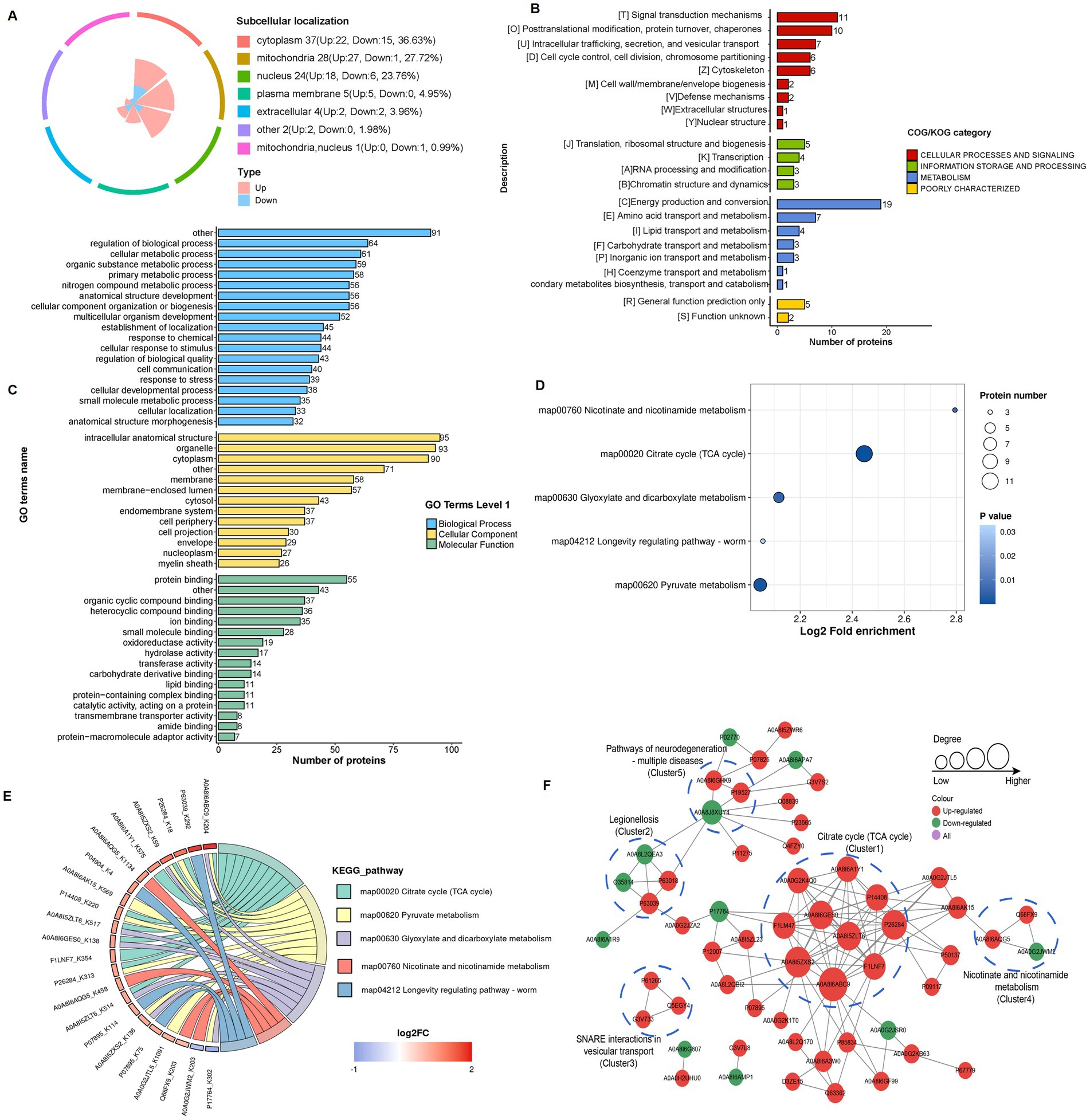 A series of data visualizations related to protein analysis and metabolic pathways. Panel A: Pie chart depicting subcellular localization of proteins. Panel B: Bar chart showing the COG/KOG category distribution. Panel C: Bar chart with GO terms categorized into biological process, cellular component, and molecular function. Panel D: Bubble chart illustrating the enrichment of metabolic pathways with Log2 fold enrichment and protein number. Panel E: Circular diagram depicting KEGG pathways with varying log2FC values. Panel F: Network diagram visualizing protein interactions across different clusters, with nodes colored by regulation status.