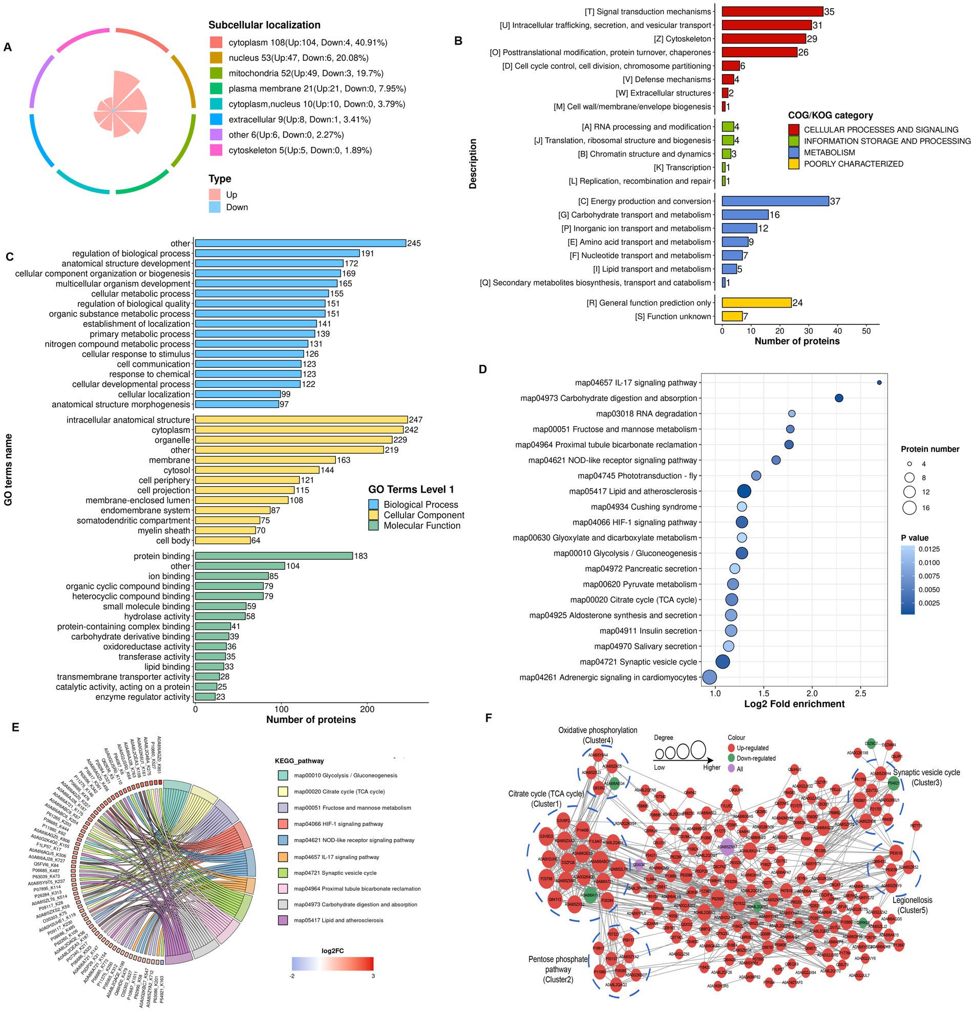 Multi-panel data visualization depicting protein analysis across various categories: Panel A shows a circular plot with subcellular localization data. Panel B displays a bar chart of COG/KOG categories by protein number. Panel C features GO terms distribution in a bar chart, categorized by biological process, cellular component, and molecular function. Panel D contains a bubble plot illustrating KEGG pathway enrichment. Panel E presents a circular diagram of KEGG pathways colored by fold change. Panel F is a network diagram of protein interactions, highlighting clusters and regulation status with nodes and edges.
