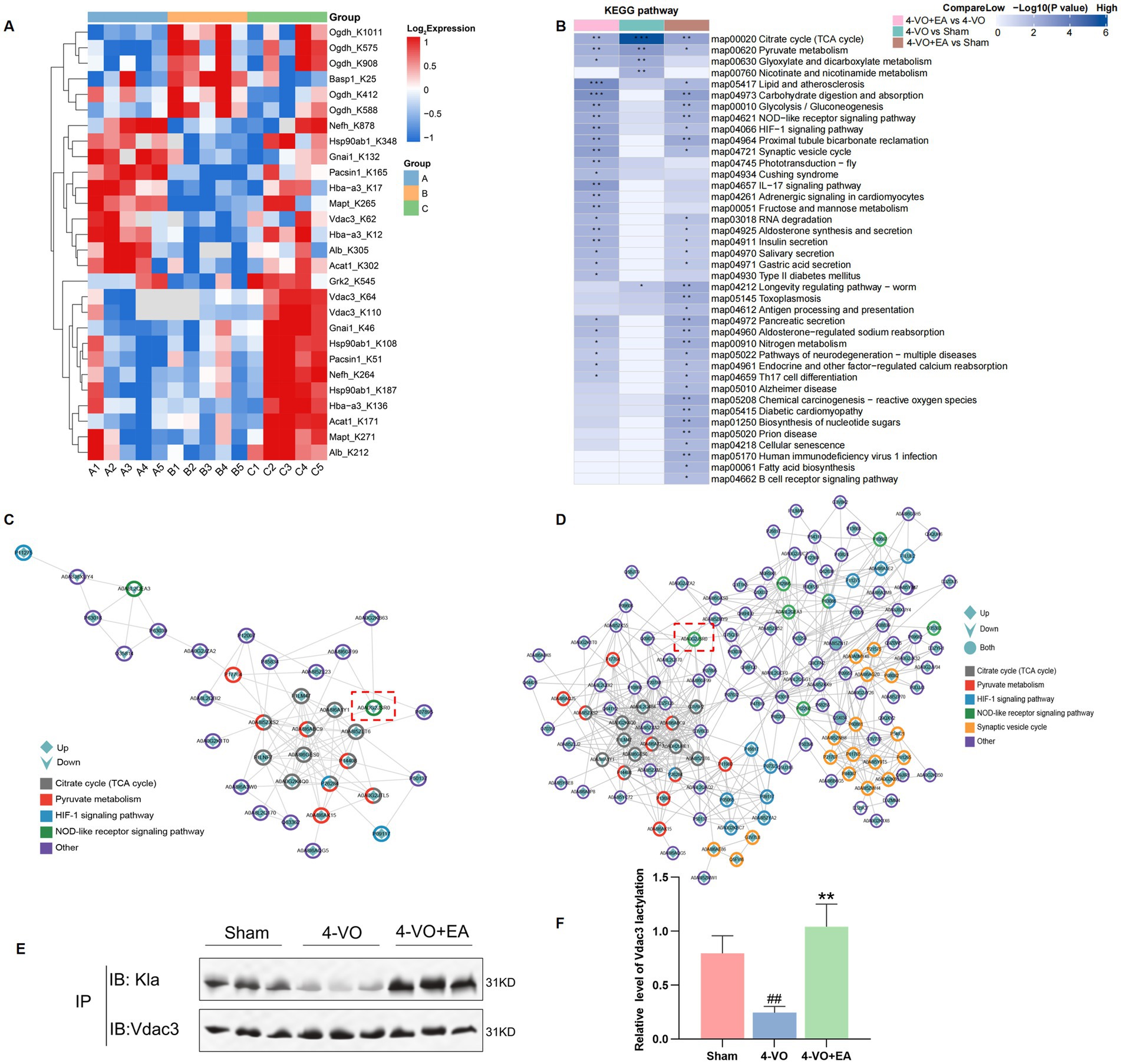 Heatmap, pathway analysis, and network diagrams are shown across multiple panels, illustrating gene expression and pathways related to certain physiological processes. Panel A shows a heatmap with red and blue gradients. Panel B presents a KEGG pathway analysis with varying intensity markings. Panels C and D depict network diagrams with nodes colored by different pathways. Panel E provides the IP experiment verified the lactylation modification level of Vdac3. Panel F shows a bar graph comparing the relative level of Vdac3 lactylation, with statistical significance indicated.