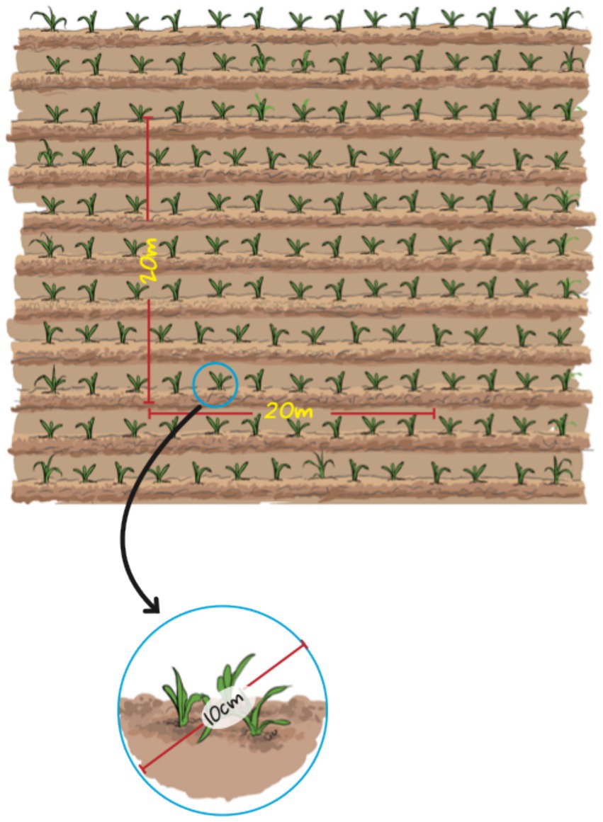 Illustration of a field with rows of crops spaced 20 meters apart, featuring a close-up of two plants 10 centimeters apart. Arrows and labels indicate measurement distances.
