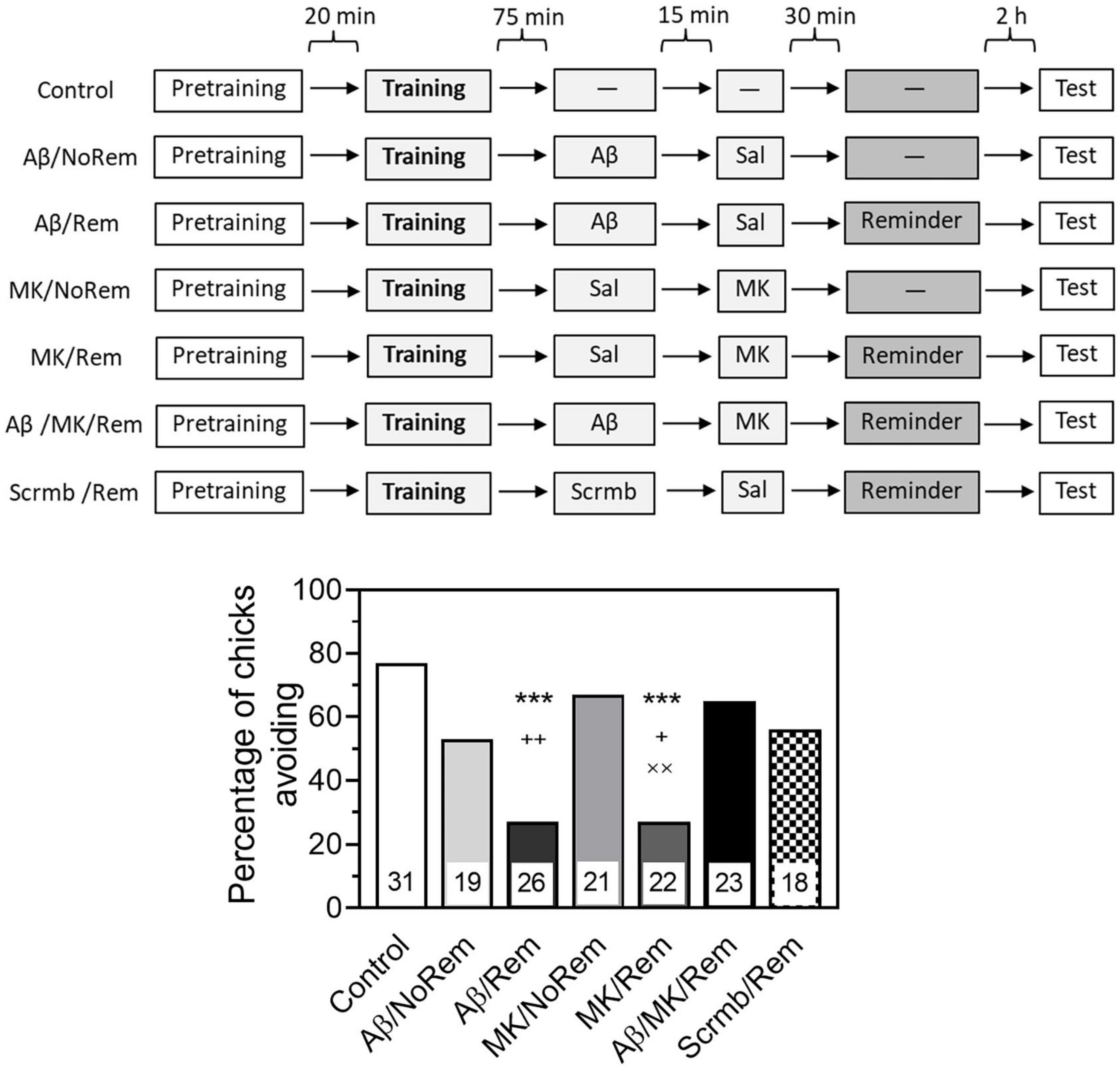 A diagram and bar chart illustrate an experimental timeline and data on chick avoidance behavior. The top diagram outlines seven experimental conditions involving pretraining, training, treatments (Ab, Sal, Scrmb, MK), and testing 4 h after training. The bottom bar chart displays percentages of chicks avoiding a stimulus across conditions, with significant differences marked by asterisks and symbols. Each bar graph includes sample sizes at the bottom.