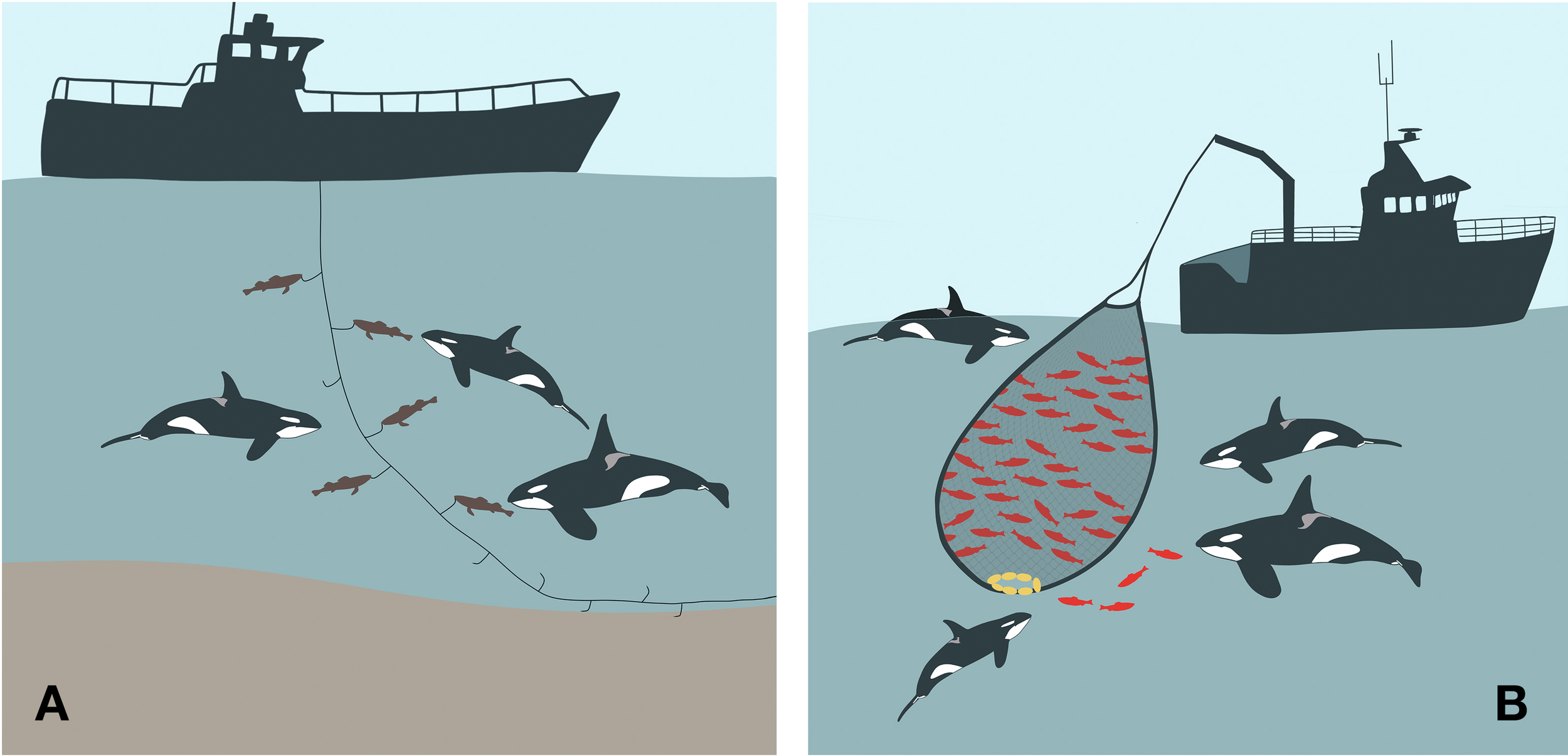 Illustration of interaction types involving killer whales. The left panel shows a boat using a longline catching sablefish and killer whales depredating. The right panel depicts a boat using a purse seine net, ensnaring herring while killer whales feed on the spilled catch.