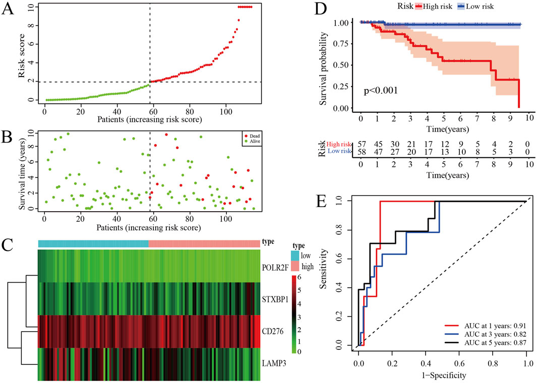 Graphs and heatmap for a risk assessment. (A) Line graph of risk scores for patients, with a clear distinction between low (green) and high (red) risk. (B) Scatter plot correlating survival time with risk scores, showing deceased (red) and alive (green) patients. (C) Heatmap displaying expression levels of genes POLR2F, STXBP1, CD276, and LAMP3, segmented by risk types. (D) Kaplan-Meier survival curves contrasting high and low risk, with significant survival probability differences (p<0.001). (E) ROC curves showing sensitivity and specificity with AUC values at one, three, and five years; 0.91, 0.82, and 0.87, respectively.