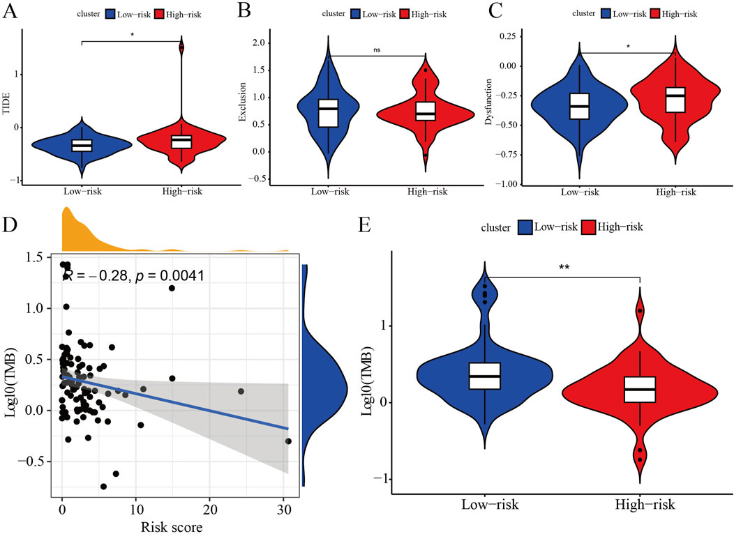 Five graphs displaying data comparisons between low-risk and high-risk groups. Graphs A, B, and C are violin plots showing TIDE, Exclusion, and Dysfunction scores, respectively, with noted differences. Graph D is a scatter plot with a negative correlation between risk score and log(TMB), with a correlation coefficient of -0.28 and a p-value of 0.0041. Graph E is a violin plot comparing log(TMB) between two groups, indicating a significant difference.