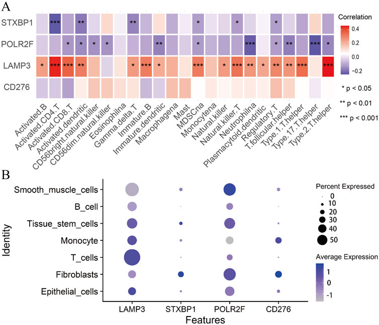 Two panels illustrate the immunocyte correlation and expression profiles of STXBP1, POLR2F, LAMP3, and CD276 across multiple cell types. Panel A shows a heatmap of correlations between four gene expressions and 23 types of immune cell infiltration, with color indicating the degree of correlation. Darker red signifies higher positive correlation, and darker blue signifies higher negative correlation. Significance levels are marked with asterisks. Panel B is a dot plot of gene expression levels across different cell types, with dot size representing the percentage of cells expressing the gene and color intensity indicating average expression levels after standardization. Darker, larger dots represent higher expression and percentage within that cell type.