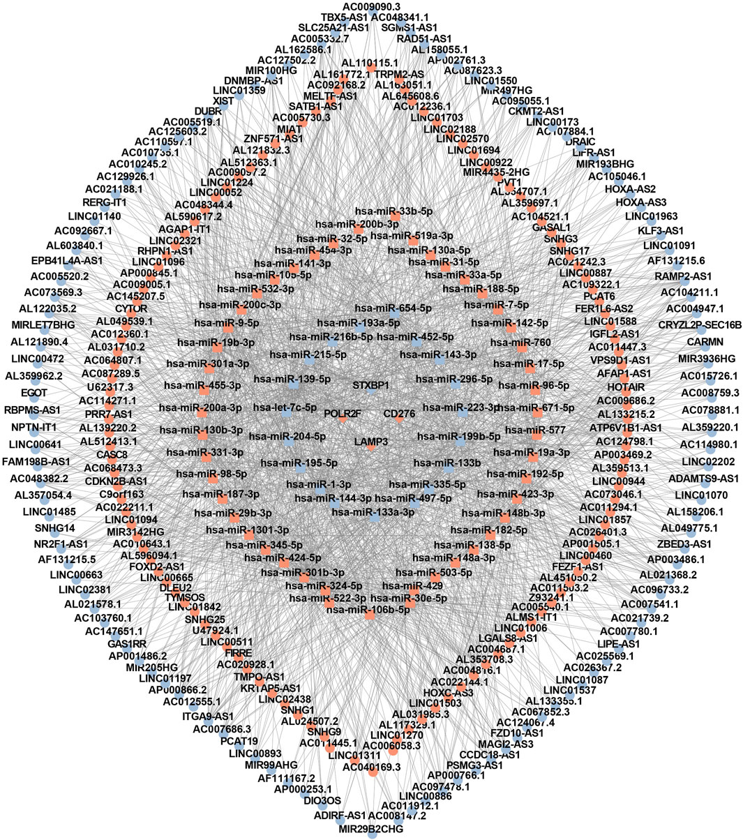 Complex molecular interaction network diagram showing connections between various genetic elements and molecules. Nodes are labeled with identifiers , including miRNA names (“hsa-miR-...”, “hsa-let-...”), mRNA or lncRNA symbols. Lines represent interactions, forming a dense network primarily centered around certain hub nodes.