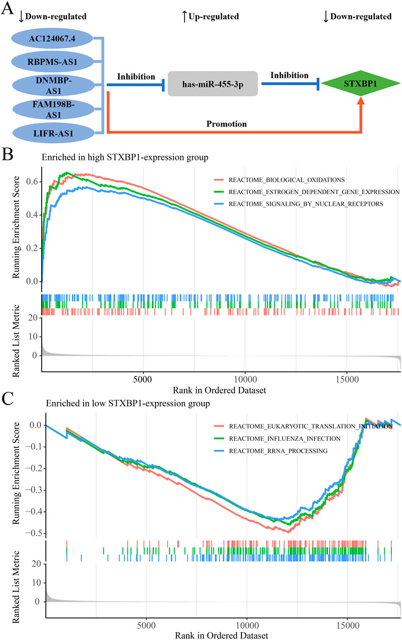 Diagram illustrating the regulatory relationship and enrichment analysis of STXBP1 expression. Part A shows down-regulated entities influencing has-miR-455-3p, which affects STXBP1 through promotion and inhibition pathways. Part B presents a graph depicting enrichment scores in high STXBP1 expression groups with Reactome pathways, including biological oxidations and estrogen-dependent gene expression. Part C details enrichment in low STXBP1 expression groups with pathways like eukaryotic translation initiation. The graphs display running enrichment and ranked list metrics.