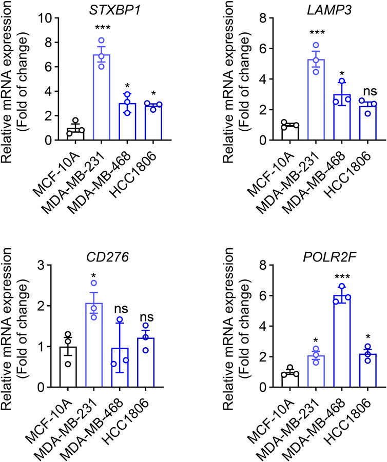 Bar graphs showing relative mRNA expression levels for four genes: STXBP1, LAMP3, CD276, and POLR2F in cell lines MCF-10A, MDA-MB-231, MDA-MB-468, and HCC1806. Expression levels are shown as fold change. Significance is indicated by asterisks: * (p<0.05), *** (p<0.001), with
