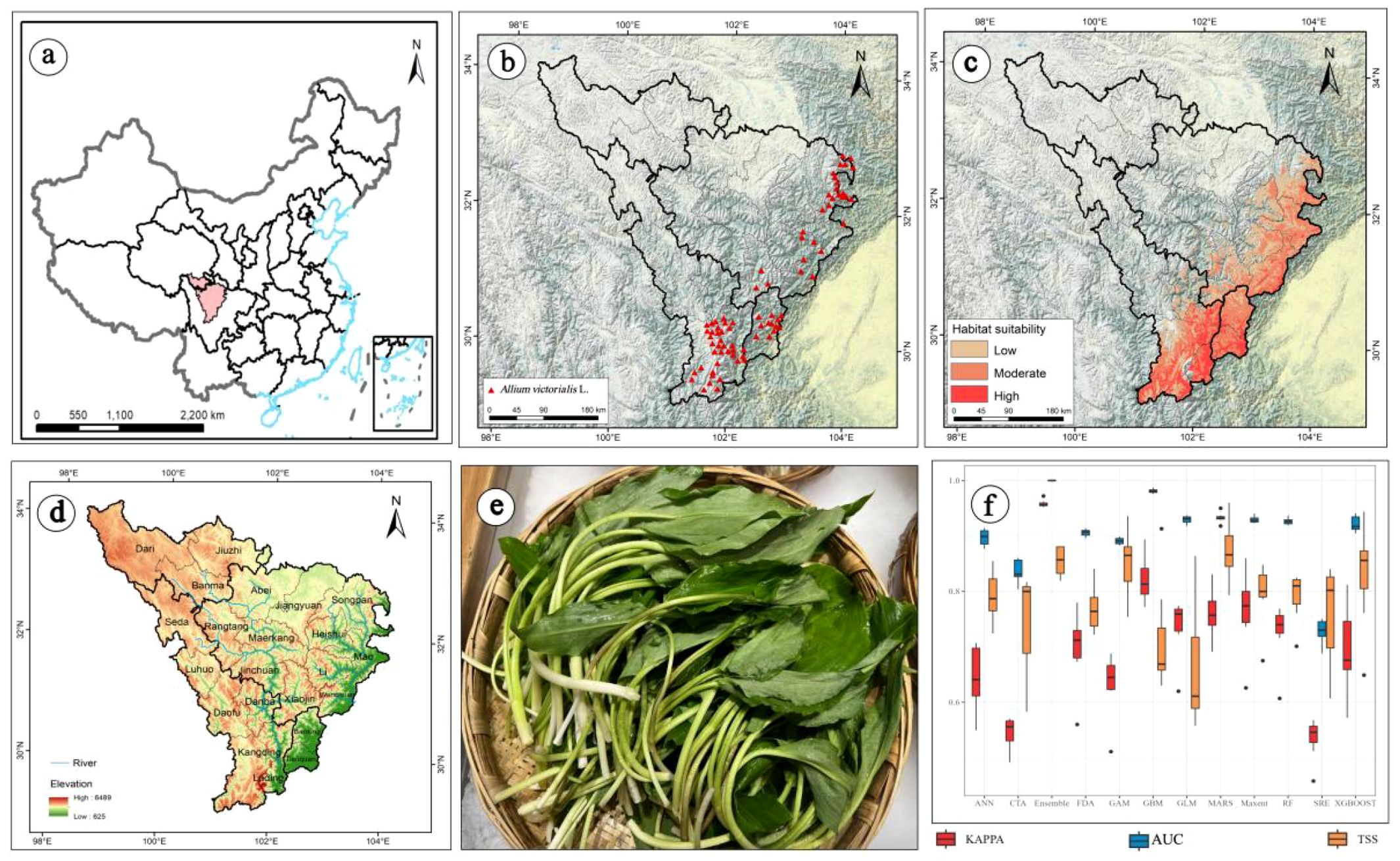 Map panel (a) shows a region in China, highlighting a specific area. Panel (b) indicates red triangles marking Allium victorialis L. locations within a regional map. Panel (c) presents habitat suitability with areas shaded from low to high. Panel (d) depicts topography and rivers with elevation gradient. Image (e) is a basket of fresh green leafy vegetables. Chart (f) displays box plots comparing different models: ANN, CTA, Ensemble, FDA, GAMs, etc., with metrics Kappa, AUC, and TSS.