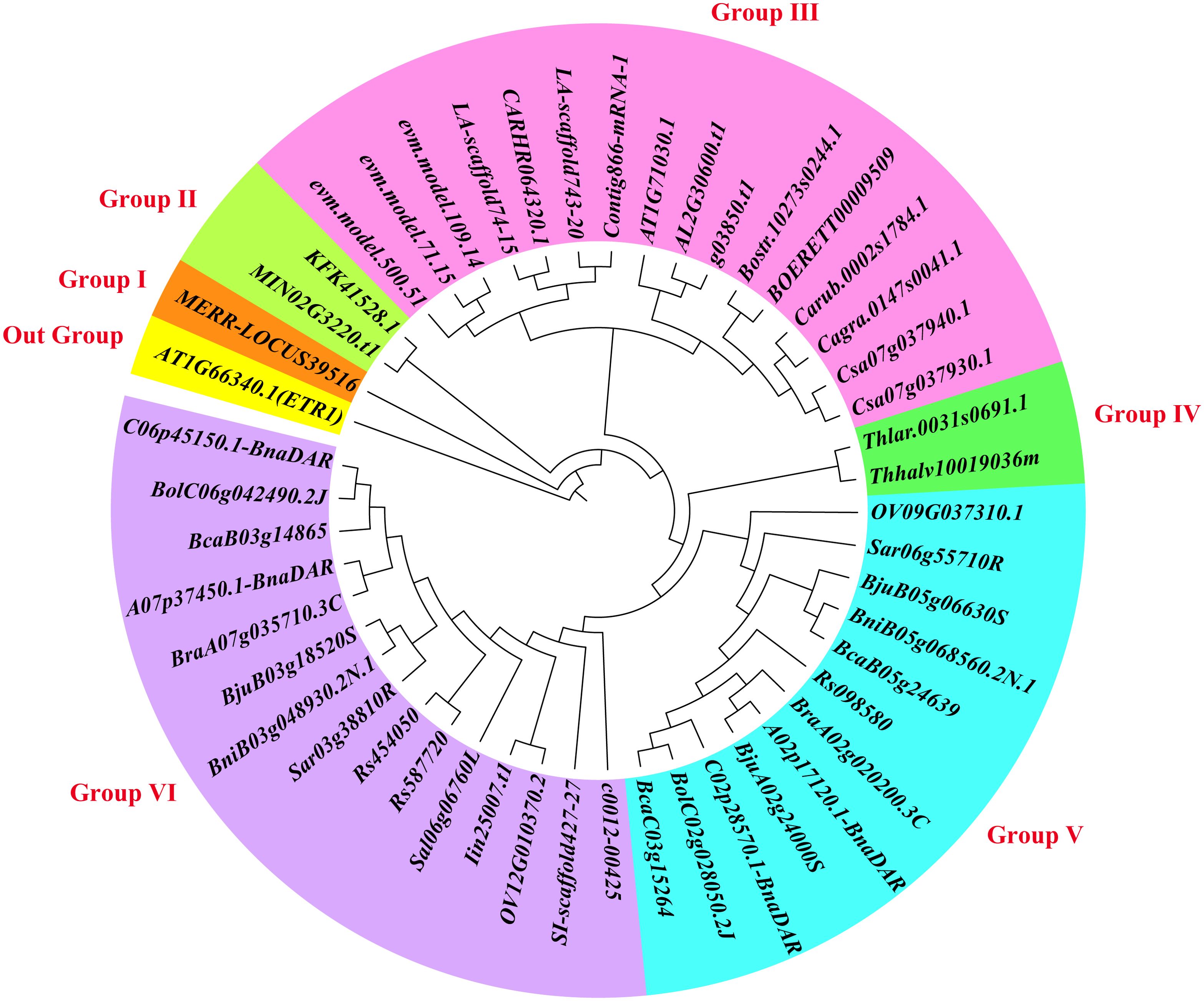 Circular phylogenetic tree chart categorized into six groups, labeled I to VI, and an outgroup. Each segment contains alphanumeric labels representing different genetic sequences. Group colors range from yellow to purple.