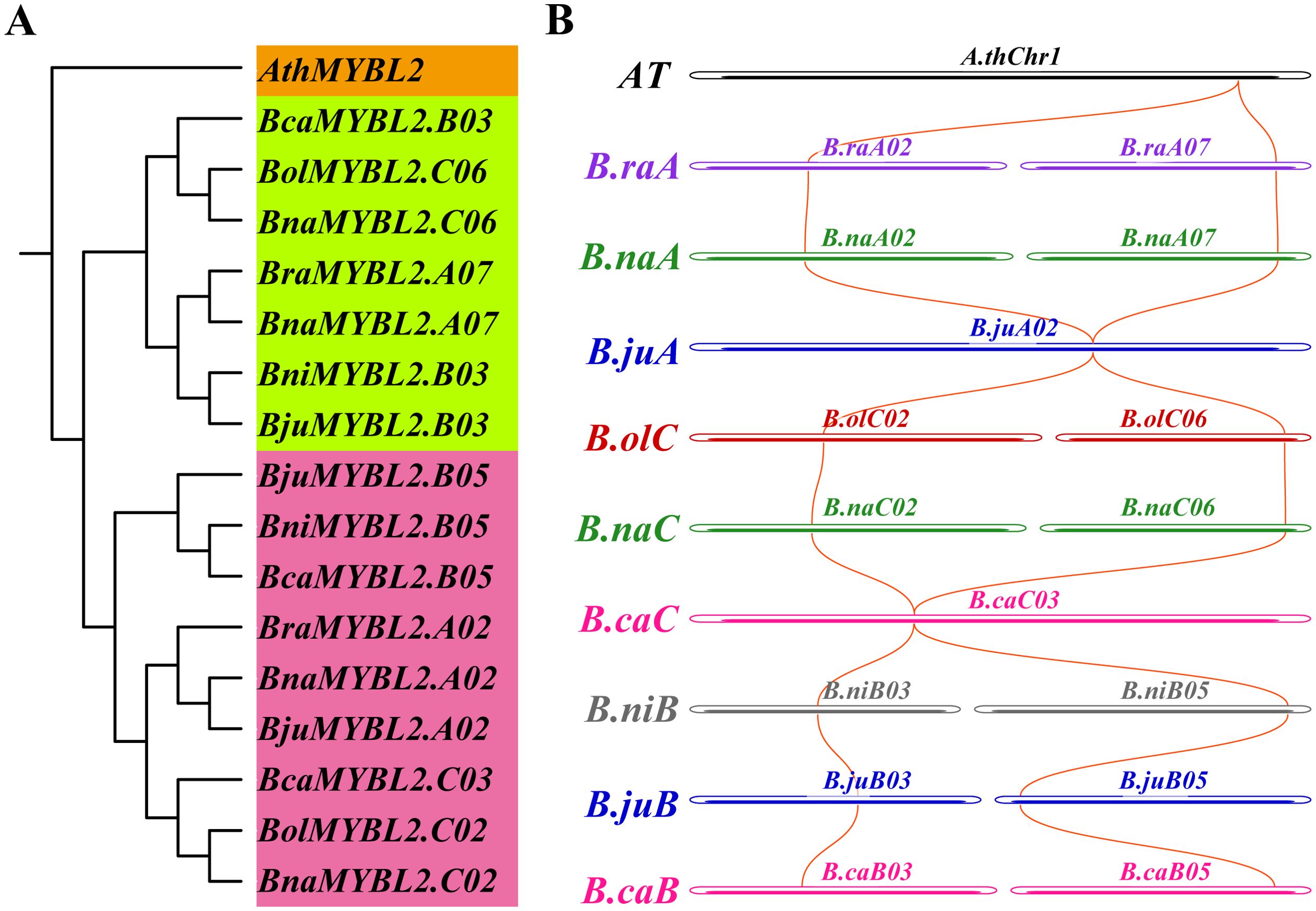 Phylogenetic tree and syntenic alignment between MYBL2 genes. Panel A shows a tree with highlighted gene names on colored backgrounds: orange, green, yellow, and pink. Panel B displays gene alignments with colored horizontal lines representing different species and curved lines indicating gene relationships.