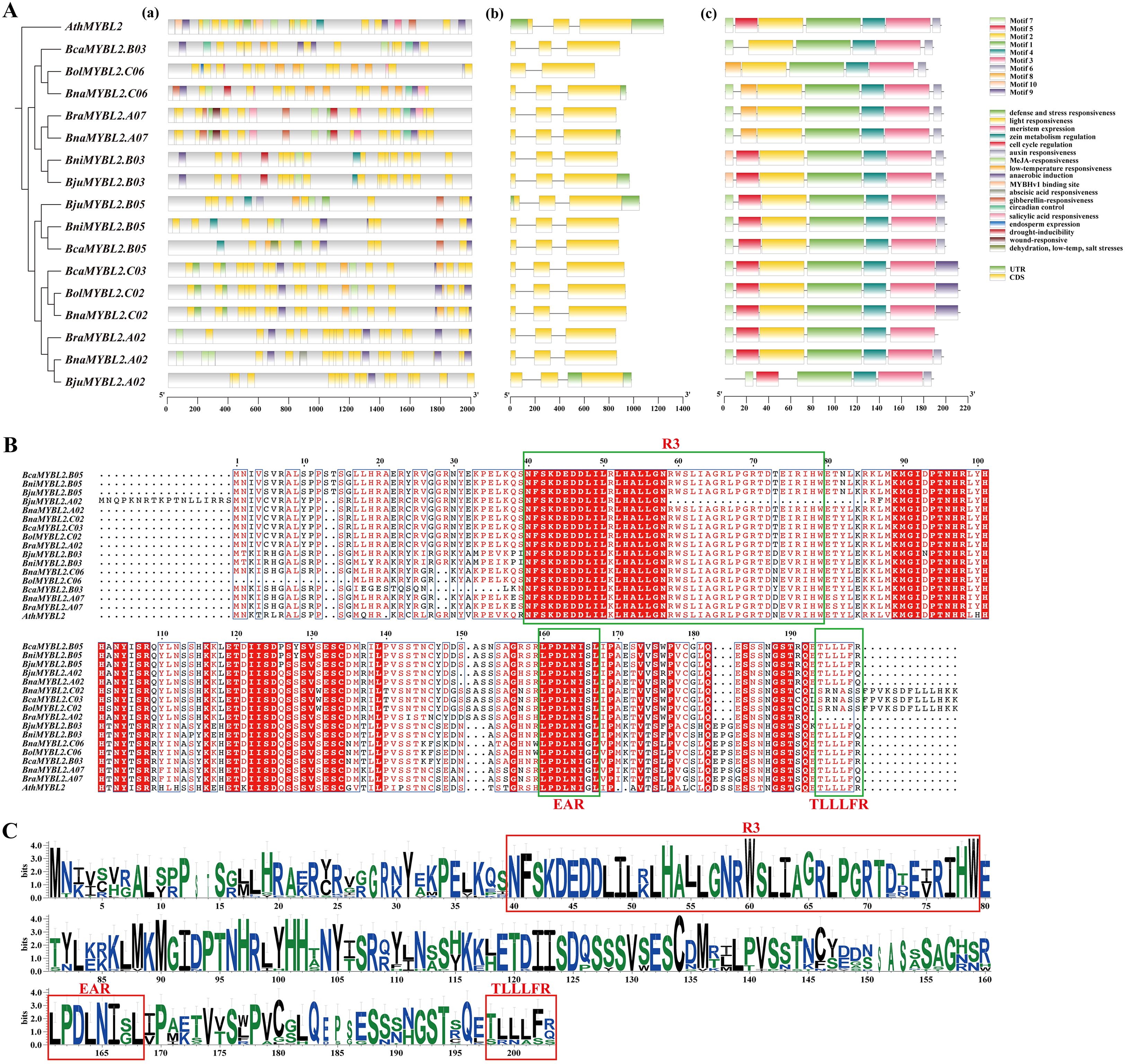 Panel A shows a schematic of gene structures for several plant MYB proteins, highlighting motifs involved in stress responsiveness. Panel B presents an amino acid multiple sequence alignment of these MYB proteins, with colored blocks indicating conserved regions, such as R3 and EAR motifs. Panel C displays a sequence logo representing the consensus sequence of these proteins, with emphasis on the R3, EAR, and TLLLFR motifs, indicating sequence conservation and variability across the aligned proteins.