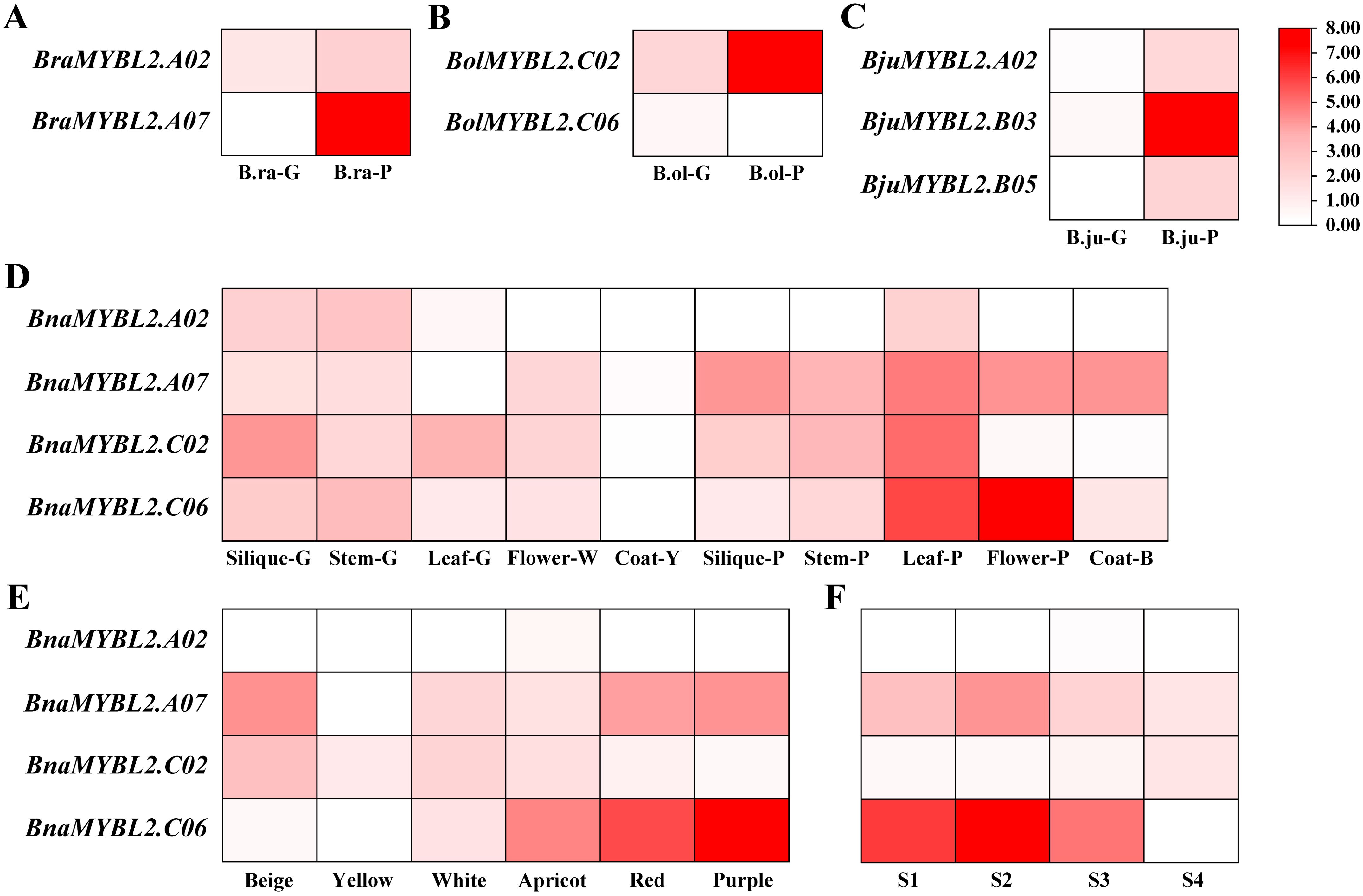 Heatmaps labeled A to F display the expression levels of MYBL2 genes in various plant tissues and color variations. Panels A to C show genes from different species with squares colored from white to red, indicating expression levels from low to high. Panels D and E illustrate expression in various plant parts and color variations, while panel F presents data for stages labeled S1 to S4. The color gradient scale ranges from 0.00 to 8.00.