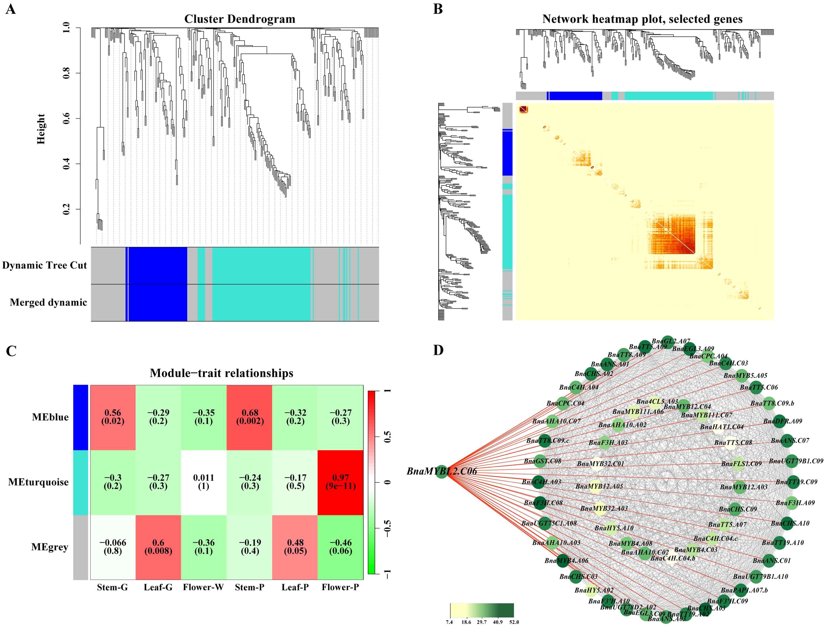 Cluster analysis visualization with four panels: A shows a dendrogram with colored blocks for dynamic tree cuts; B is a heatmap of selected genes with a corresponding dendrogram; C displays a matrix of module-trait relationships with correlation values; D illustrates a gene network map centered on BnaMYB12.C09, with connections highlighted.