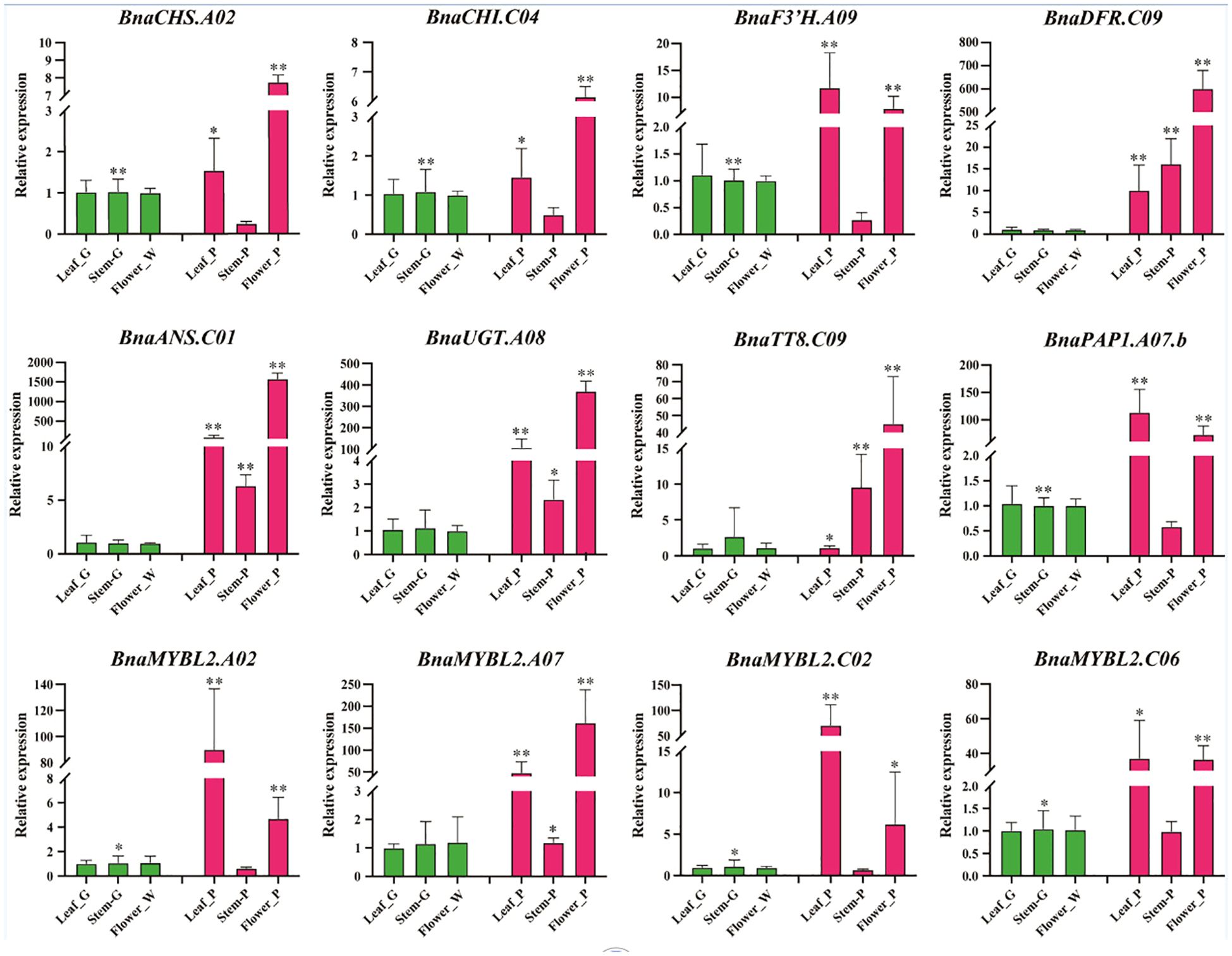 Bar graphs display relative expression levels of different genes (BnaCHS.A02, BnaCHI.C04, BnaF3’H.A09, etc.) in various plant parts: green bars represent Leaf_G, Stem_G, and Flower_Y, while pink bars represent Leaf_P, Stem_P, and Flower_P. Significant differences are marked with asterisks.