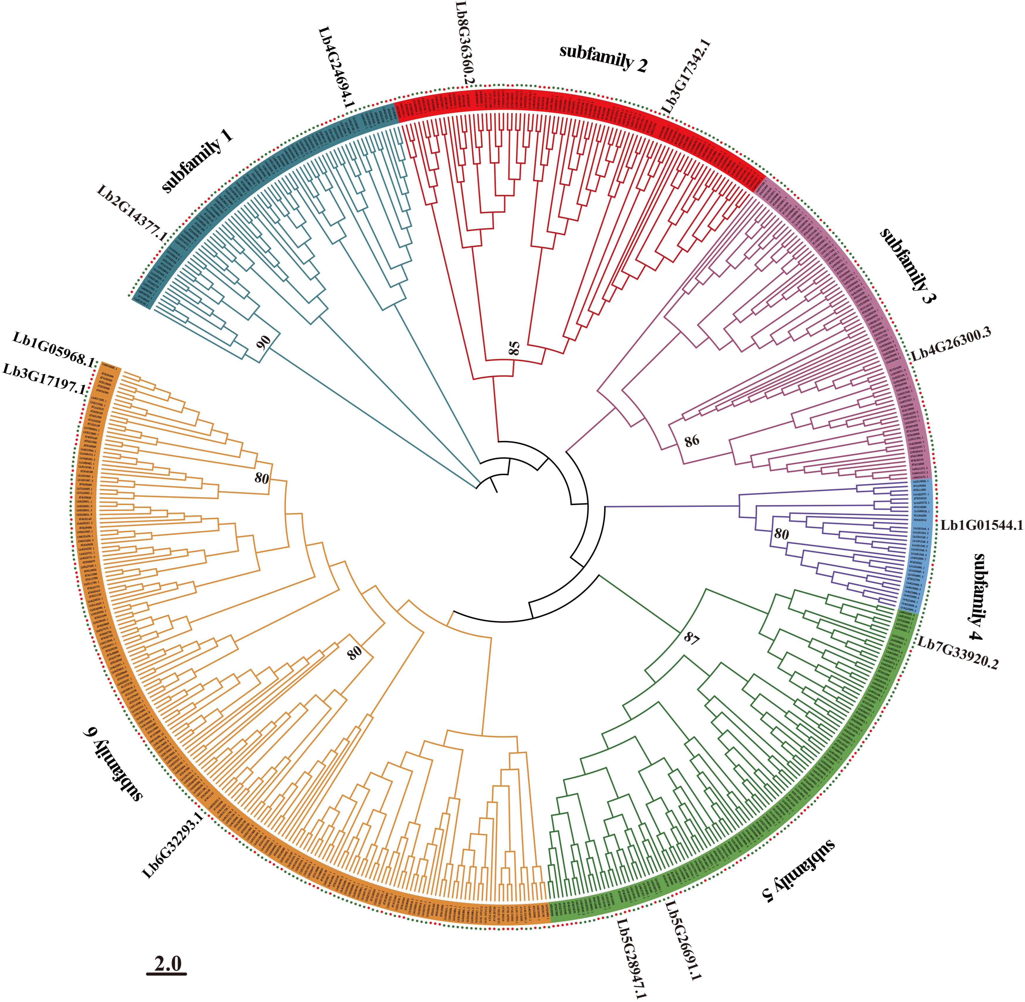 Circular phylogenetic tree diagram displaying evolutionary relationships among various entities, organized into six color-coded subfamilies. Branch lengths are marked, with numbers representing confidence levels on specific nodes. Labels around the perimeter identify subfamilies and specific identifiers.