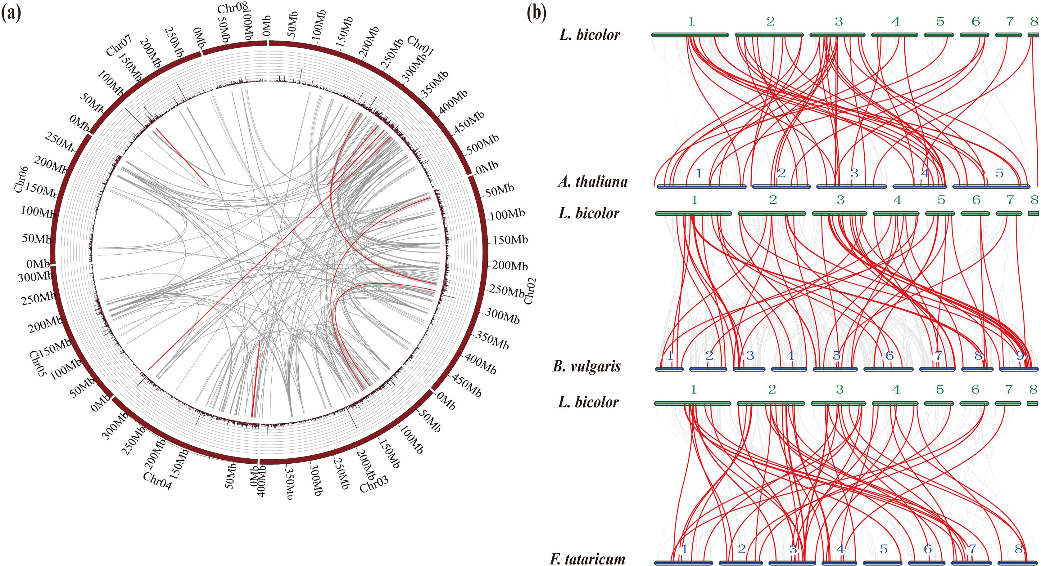 Diagram (a) displays a circular representation of chromosomal interactions with labeled chromosomes and measured segments, featuring grey and red connecting lines. Diagram (b) presents linear synteny relationships among various species, using red lines to indicate shared segments across green-labeled chromosomes.