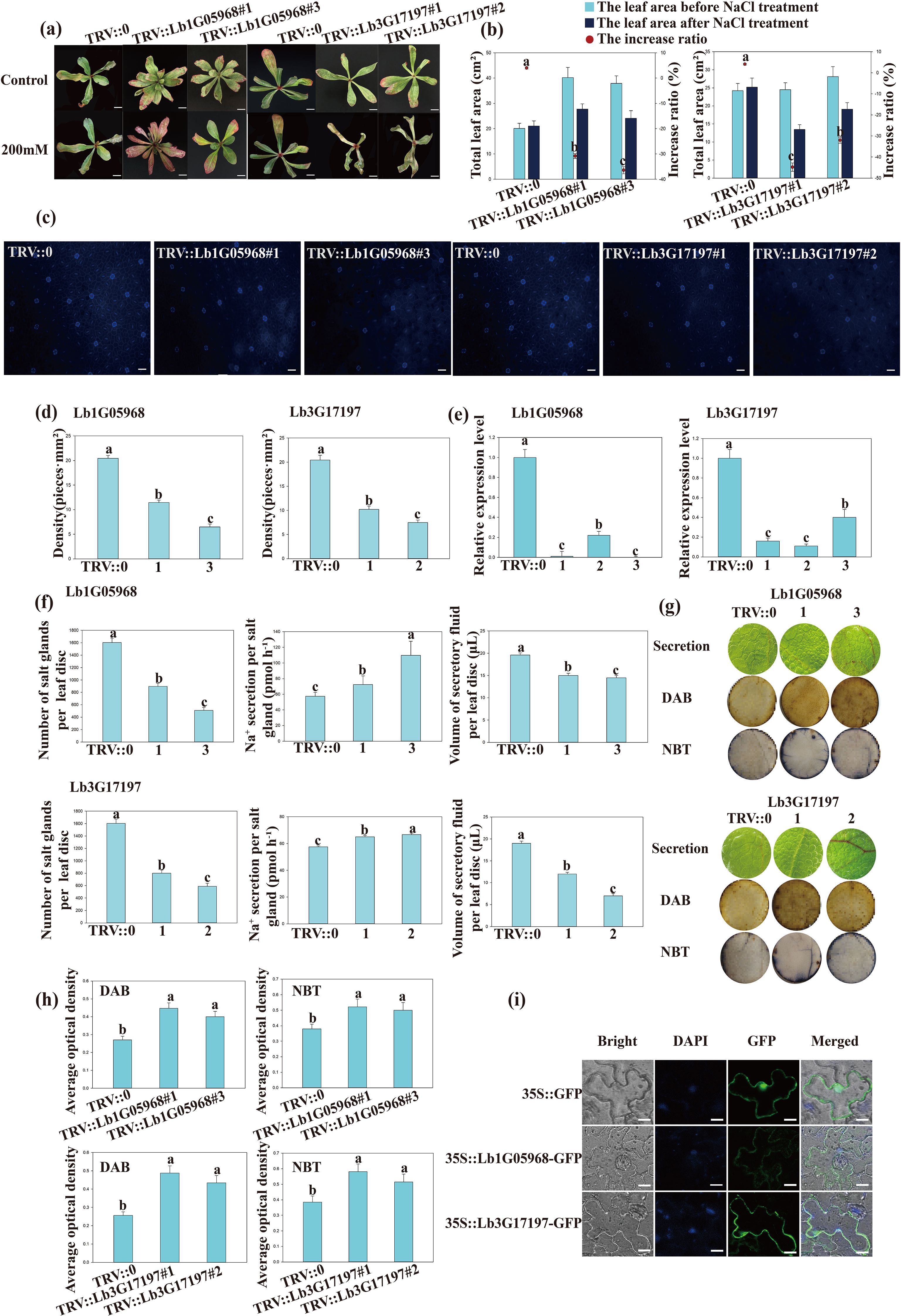 A multi-panel scientific figure exploring the effects of NaCl treatment on plants. Panel (a) shows images of leaves under different treatments. Panel (b) presents bar graphs of total leaf area and increase ratio. Panel (c) displays fluorescence images. Panels (d) and (e) show bar graphs of gland density and gene expression levels. Panel (f) illustrates Na secretion data. Panel (g) includes images of leaves and stained discs for secretion, DAB, and NBT assays. Panel (h) presents bar graphs of optical densities. Panel (i) shows microscopic images with various filters, including brightfield, DAPI, GFP, and merged views.