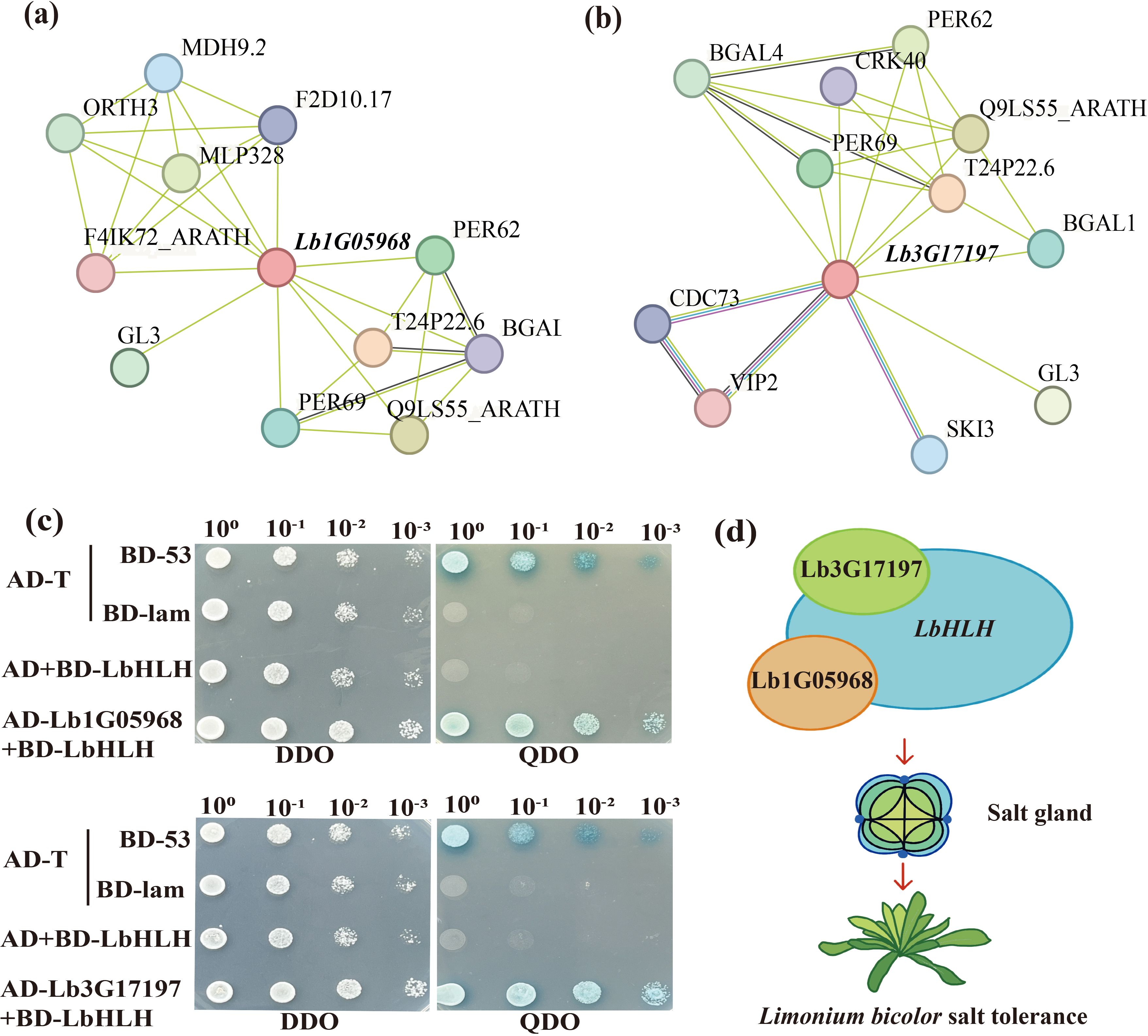 (a) Diagram showing the interaction network for Lb1G05968 with various protein nodes and connecting lines. (b) Diagram showing the interaction network for Lb3G17197. (c) Yeast two-hybrid assay results on DDO and QDO media, displaying growth patterns under different dilution factors. (d) Illustration depicting Lb1G05968 and Lb3G17197 interacting with LbHLH, contributing to the salt tolerance of Limonium bicolor through salt gland function.