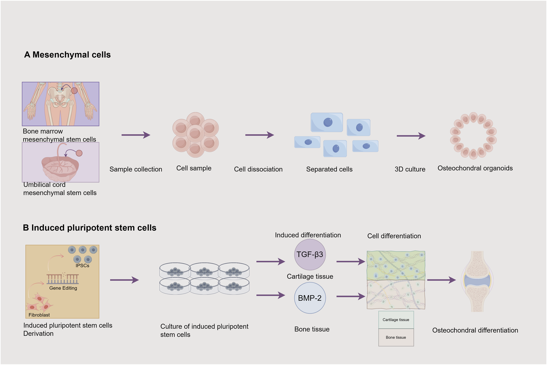 Diagram illustrating two processes for generating osteochondral cells. Part A shows mesenchymal stem cells from bone marrow and umbilical cord, leading to osteochondral organoids through sample collection, cell dissociation, separation, and 3D culture. Part B describes the derivation of induced pluripotent stem cells from fibroblasts via gene editing, followed by culture, induction with TGF-β3 and BMP-2 for cartilage and bone tissues, and differentiation into osteochondral cells.