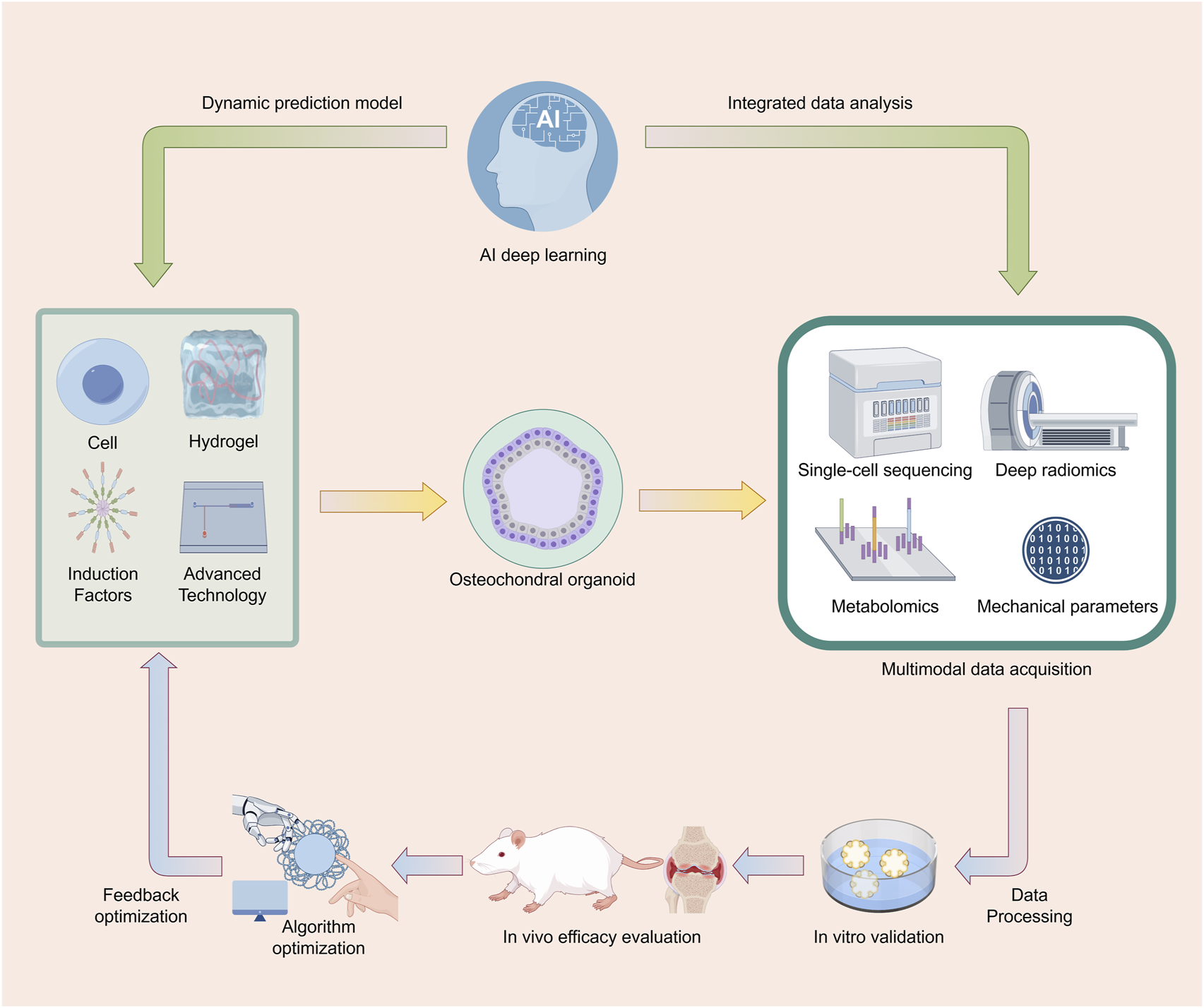 Process diagram of creating and evaluating an osteochondral organoid using AI deep learning. On the left, cell, hydrogel, induction factors, and advanced technology combine to form the organoid. The organoid undergoes single-cell sequencing, deep radiomics, metabolomics, and mechanical parameters assessment. Data is fed into a dynamic prediction model for integrated analysis. Feedback, algorithm optimization, in vivo efficacy evaluation on a mouse model, and in vitro validation are included, culminating in data processing and feedback optimization.
