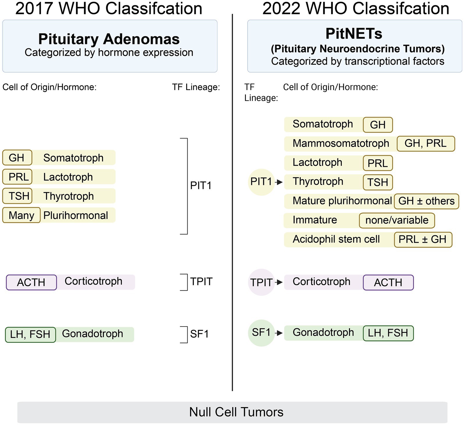 Comparison chart of the 2017 and 2022 WHO classifications for pituitary tumors. The 2017 classification focuses on pituitary adenomas categorized by hormone expression, listing cells like somatotrophs and lactotrophs. The 2022 classification, focused on PitNETs and transcriptional factors, includes similar cells but adds details like mature plurihormonal and acidophil stem cells. Both classifications mention TF lineages: PIT1, TPIT, and SF1. Null cell tumors are noted at the bottom.