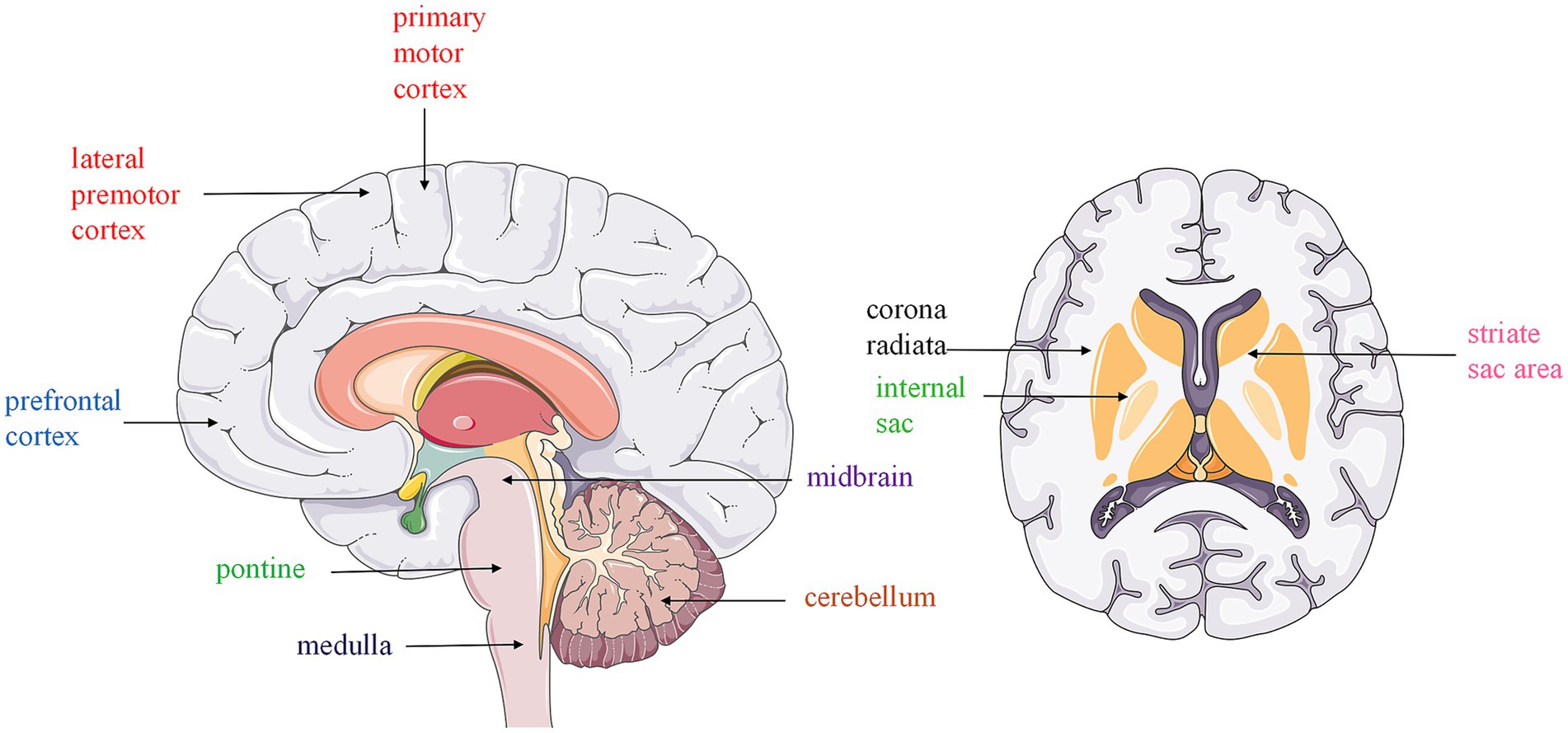 Illustration of the human brain showing labeled sections. The left image is a sagittal view with labels for prefrontal cortex, lateral premotor cortex, primary motor cortex, pontine, medulla, midbrain, and cerebellum. The right image is a coronal view with labels for corona radiata, internal sac, and striate sac area.