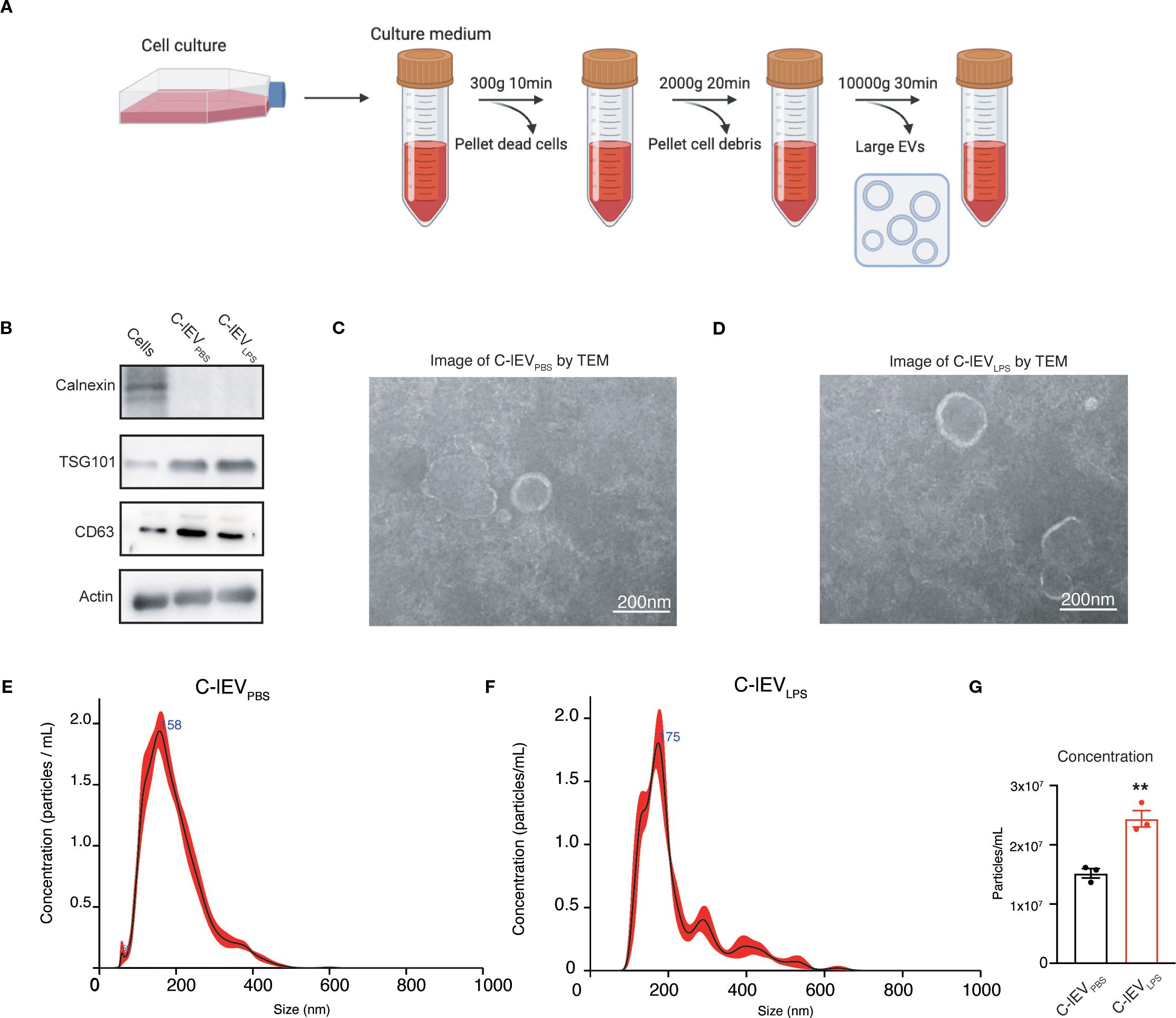 Diagram and data presentation on cell culture and extracellular vesicle (EV) isolation. Panel A shows the cell culture and centrifugation steps to isolate large EVs. Panel B is a Western blot analysis, indicating protein markers. Panels C and D are TEM images of C-IEV_PBS and C-IEV_LPS, respectively, with 200 nm scale bars. Panels E and F are size distribution graphs of EVs from C-IEV_PBS and C-IEV_LPS, showing concentration peaks around 200 nm. Panel G is a bar graph comparing concentrations of EVs, indicating a significant increase in C-IEV_LPS.