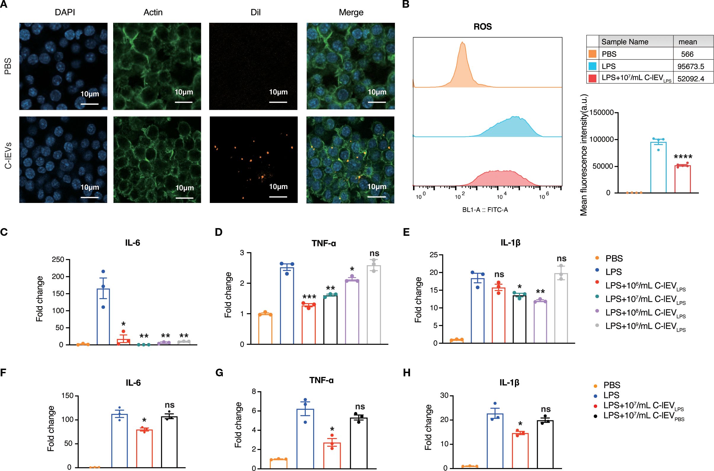 Microscopy images and graphs evaluating effects of treatments on cells. Panel A shows cell images labeled with DAPI, Actin, and Dil in PBS and C-IEVs groups. Panel B illustrates Reactive Oxygen Species (ROS) levels using a flow cytometry histogram and bar graph, comparing PBS, LPS, and LPS with C-IEVs treatments. Charts C-H show fold changes in cytokines IL-6, TNF-α, and IL-1β under various treatments, including PBS, LPS, and concentrations of C-IEVs, with statistical significance indicated by asterisks.
