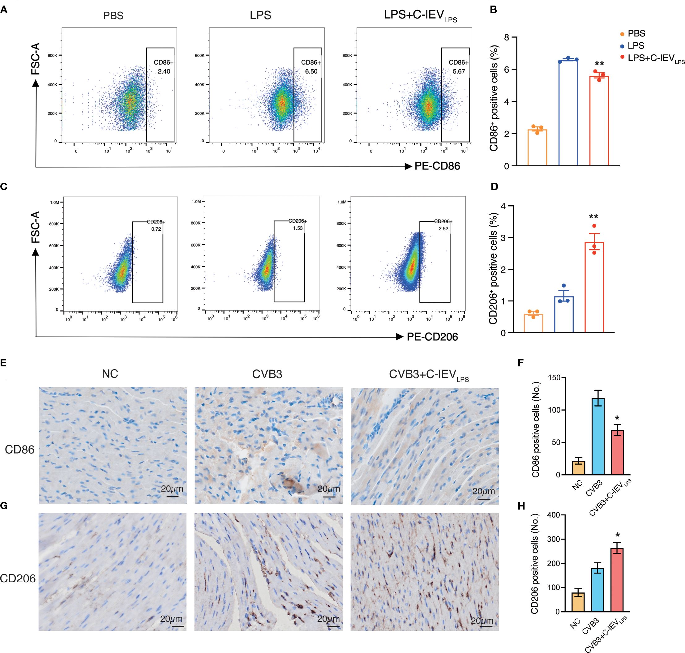 Flow cytometry scatter plots, immunohistochemistry images of mouse myocardial tissue, and bar graphs showing the expression of CD86 and CD206. Panels A and C show the increase in CD86 and CD206 positive cells under different treatments (PBS, LPS, LPS + C-IEV_LPS). Panels B and D depict corresponding bar graphs with statistical significance. Panels E and G show immunohistochemical staining for CD86 and CD206 in tissue sections under different conditions (NC, CVB3, CVB3 + C-IEV_LPS), with corresponding quantification in bar graphs in panels F and H. Scale bars indicate 20 micrometers.