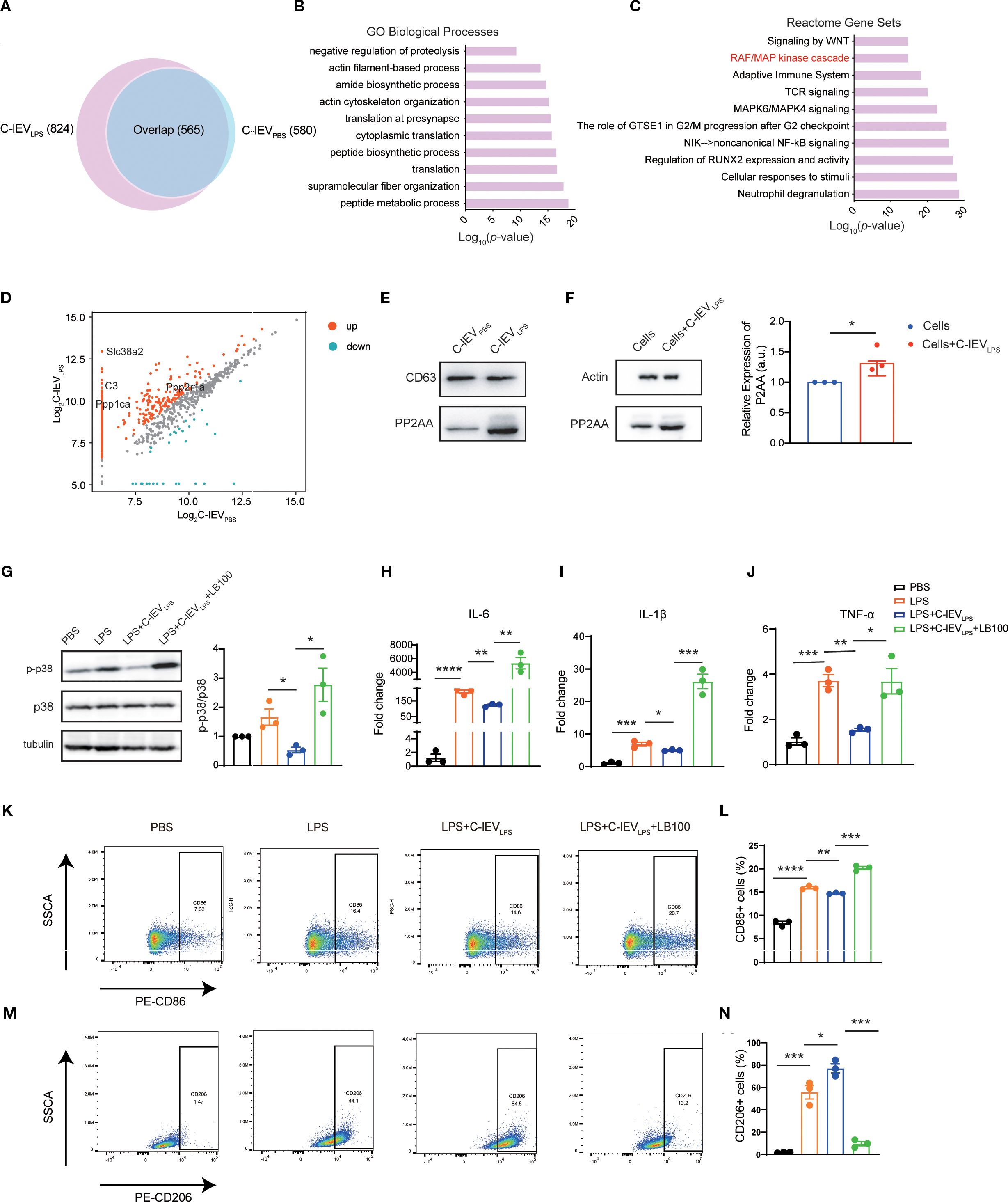 The image contains multiple panels showing scientific data. Panel A is a Venn diagram illustrating the overlap of C-IEV_PBS and C-IEV_LPS. Panels B and C present bar graphs of GO biological processes and Reactome gene sets with respective log-transformed p-values. Panel D shows a scatter plot comparing gene expression between C-IEV_PBS and C-IEV_LPS. Panels E and F provide Western blot results with bar charts depicting protein expression levels. Panel G displays Western blots and corresponding quantification of p38 phosphorylation. Panels H, I, and J offer bar graphs of cytokine production. Panels K and M show flow cytometry plots for CD86 and CD206 markers, with panels L and N providing quantification. Statistical significance is indicated by asterisks.
