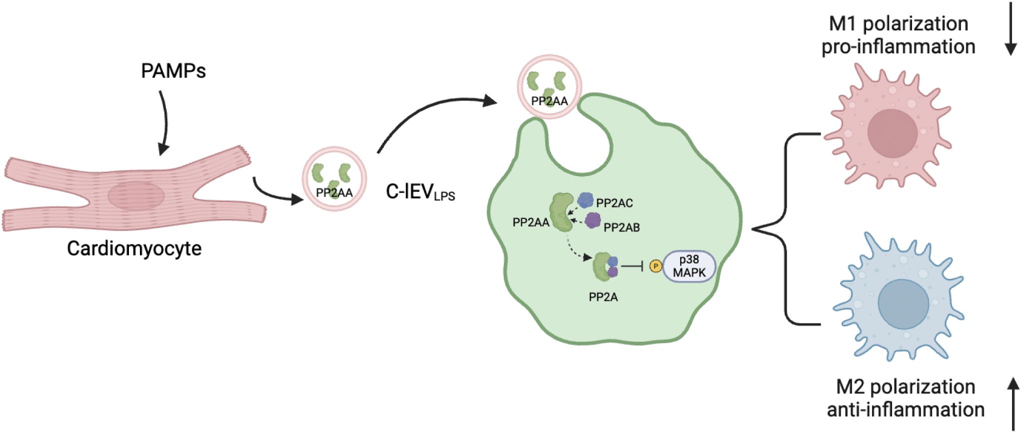 Illustration showing a cardiomyocyte releasing pathogen-associated molecular patterns (PAMPs), which are packaged in extracellular vesicles (C-IEVᴸᴾˢ) containing PP2AA. These vesicles influence a target cell by forming PP2AC and PP2AB complexes, impacting p38 MAPK phosphorylation. This leads to M1 polarization, promoting pro-inflammatory responses, or M2 polarization, promoting anti-inflammatory responses.