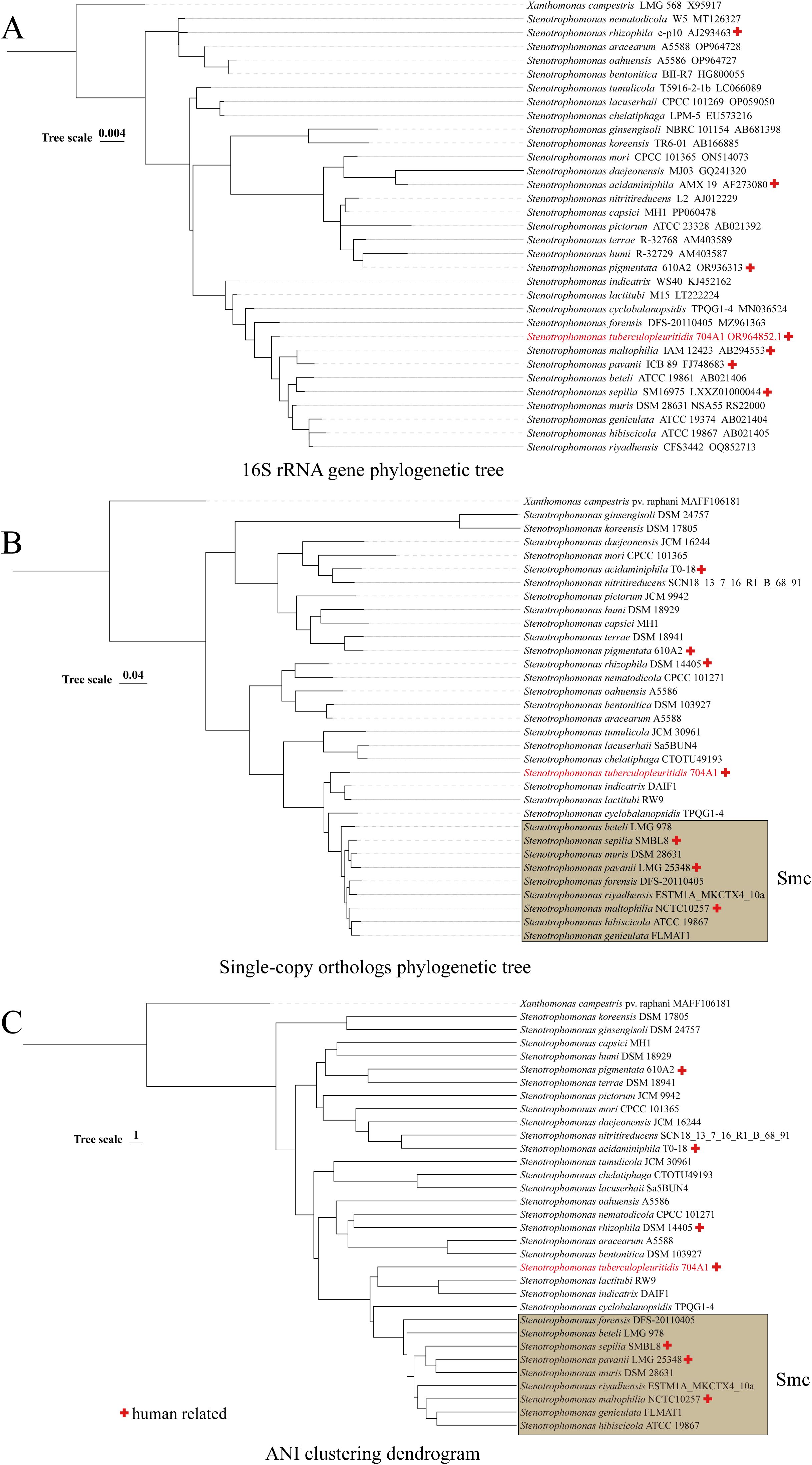 Phylogenetic analysis image in three panels. Panel A is 16S rRNA gene phylogenetic tree with all defined Stenotrophomonas species. Panel B is single-copy orthologs phylogenetic tree and panel C is an ANI clustering dendrogram, both of which with highlighted Stenotrophomonas maltophilia complex (Smc). Human-related strains marked with red crosses in each panel.