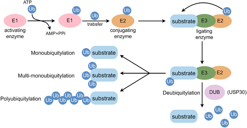 Diagram illustrating the ubiquitination process. Activation occurs with E1 enzyme, transferring ubiquitin (Ub) to E2. E3 ligases attach Ub to substrates, resulting in monoubiquitylation, multi-monoubiquitylation, or polyubiquitylation. Deubiquitylation involves DUB enzymes, specifically USP30, removing Ub.