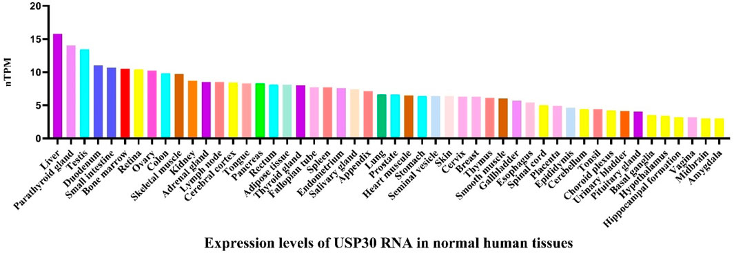 Bar chart showing USP30 RNA expression levels in normal human tissues, measured in normalized Transcripts Per Million (nTPM). Highest expression is in the liver, followed by the parathyroid gland and testis. Various tissues are represented, with decreasing levels across the chart.