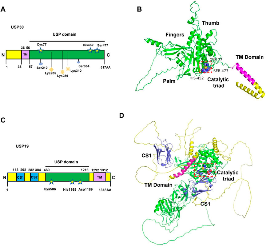 (A) Schematic of USP30 domain with key amino acids Cys77, His452, and Ser477 highlighted. (B) 3D structure of USP30 showing thumb, fingers, palm, transmembrane domain, and catalytic triad. (C) Schematic of USP19 domain with key amino acids Cys506, His1165, and Asp1189 highlighted. (D) 3D structure of USP19 featuring CS1, transmembrane domain, and catalytic triad.