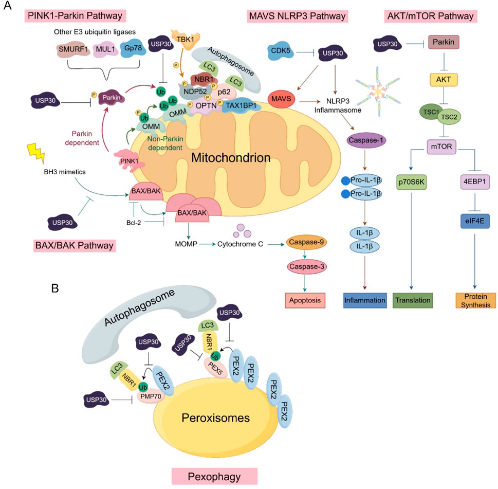 Diagram illustrating cellular pathways related to mitochondria and peroxisomes. Panel A highlights three pathways: - PINK1-Parkin influences mitochondrial degradation.- MAVS NLRP3 involves inflammasome activation.- AKT/mTOR is linked to protein synthesis, showing interactions with proteins such as Parkin, CDK5, and multiple ubiquitin ligases.Panel B displays pexophagy, depicting how autophagosomes interact with peroxisomes, involving proteins like USP30, LC3, and NBR1. Both diagrams emphasize ubiquitination and deubiquitination processes crucial for cellular processes like apoptosis, inflammation, and autophagy.