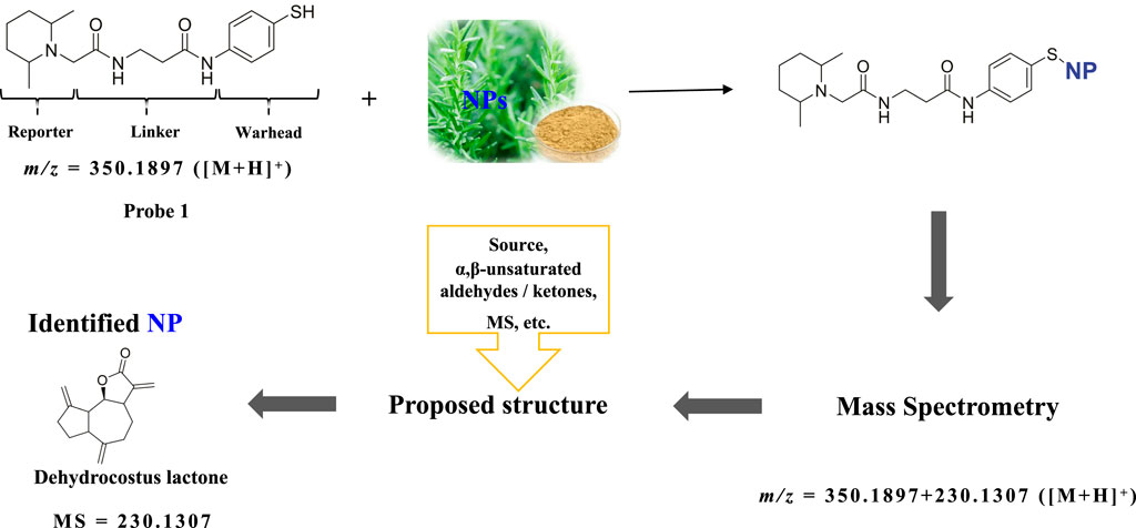 Chemical diagram illustrating a process for identifying a natural product (NP). It includes structures of Probe 1 and the identified NP, dehydrocostus lactone. The mass spectrometry values are indicated as 350.1897 for Probe 1 and 230.1307 for the NP. Arrows connect these elements, showing a pathway involving NP source identification, proposed structure, followed by mass spectrometry analysis.