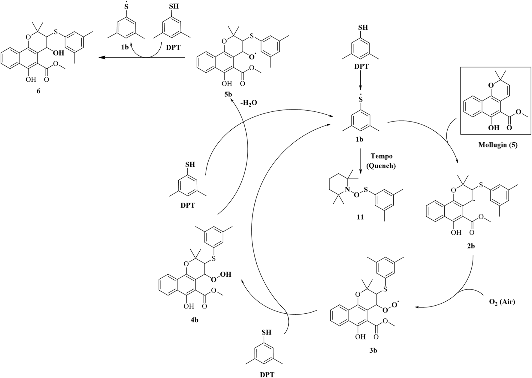 A chemical reaction scheme involving several molecular structures. The process includes intermediates labeled as 1b, 2b, 3b, 4b, 5b, and 6, with reactions leading to the formation of different compounds. Arrows indicate the transition between steps with reagents like DPT, Tempo, and O2 involved. An inset highlights a structure labeled Mollugin (5).