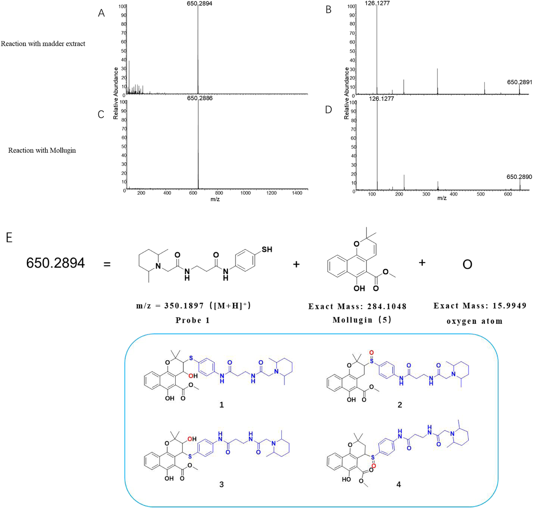 Graphical data and molecular structures are presented, including mass spectra labeled A to D, showing peaks at specific m/z values from reactions with madder extract and mollugin. Section E displays a chemical decomposition equation, illustrating structures for Probe 1 and Mollugin, along with their exact masses, leading to a product mass of 650.2894. Four structural possibilities (1 to 4) are shown, depicting different compounds formed from the reaction.