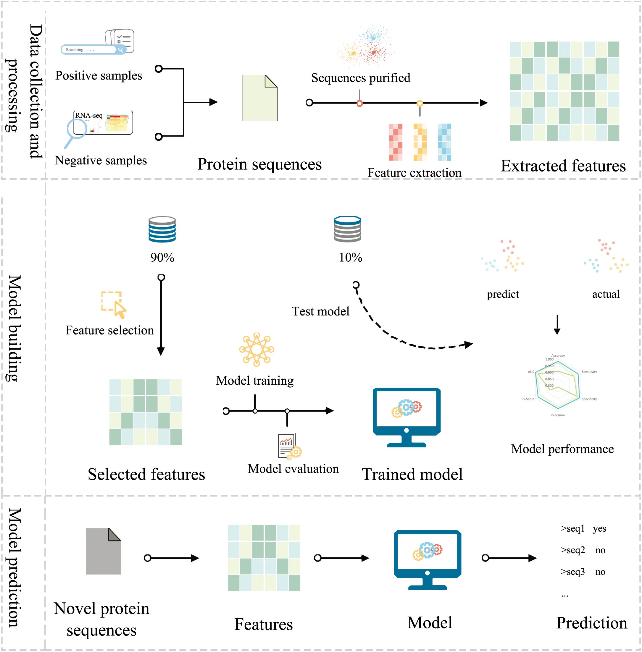 Flowchart illustrating a machine learning pipeline for protein sequence analysis. The process starts with data collection and processing, extracting features from positive and negative protein samples. In model building, selected features undergo training, evaluation, and testing, with 90% for training and 10% for testing. The model's performance is shown in a graph comparing predictions to actual results. Model prediction uses novel protein sequences, extracting features and generating predictions.