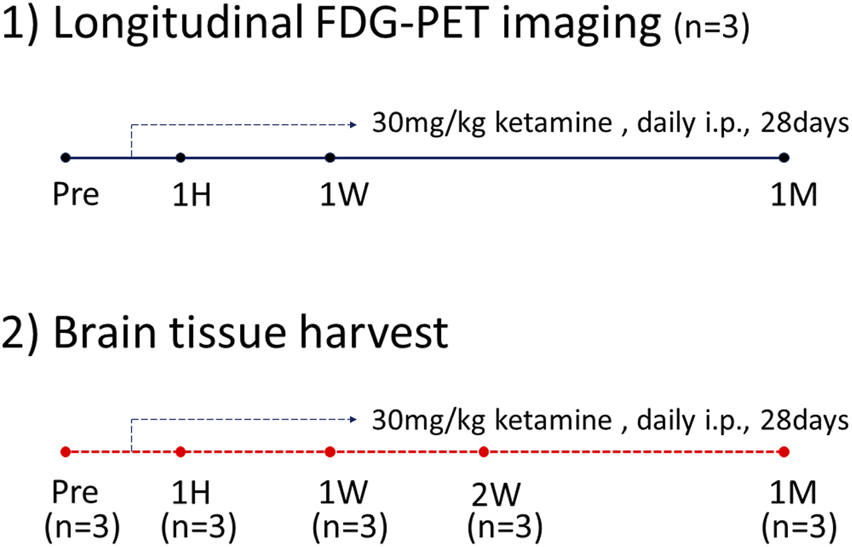 Diagram showing experimental timelines. The first timeline is for longitudinal FDG-PET imaging with events at Pre, 1 hour, 1 week, and 1 month, involving three subjects given 30 milligrams per kilogram daily ketamine intraperitoneally for 28 days. The second timeline is for brain tissue harvest with events at Pre, 1 hour, 1 week, 2 weeks, and 1 month, also with three subjects following the same ketamine treatment.