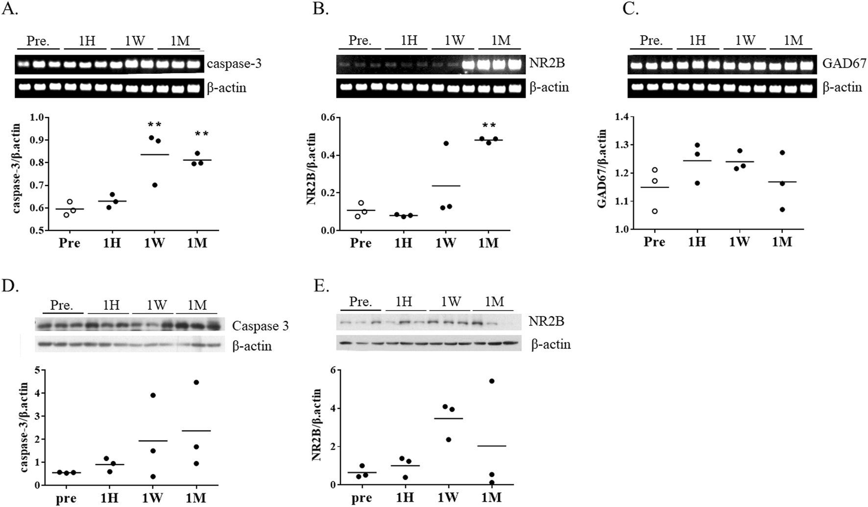 Five panels (A–E) show mRNA and protein expression related to apoptosis and neurotransmission after chronic ketamine administration. Panels A–C display RT-PCR results for caspase-3, NR2B (N-methyl-D-aspartate receptor subunit 2B), and GAD67 (glutamate decarboxylase 67) mRNA, normalized to β-actin. Caspase-3 mRNA is significantly elevated at 1 week and 1 month, while NR2B mRNA increases at 1 month; GAD67 shows little change. Panels D and E show Western blots and quantitative graphs of caspase-3 and NR2B proteins normalized to β-actin, with no corresponding increase observed at the protein level. Data points represent biological replicates (n = 3); significance indicated by *, **, or *** versus Pre-group.