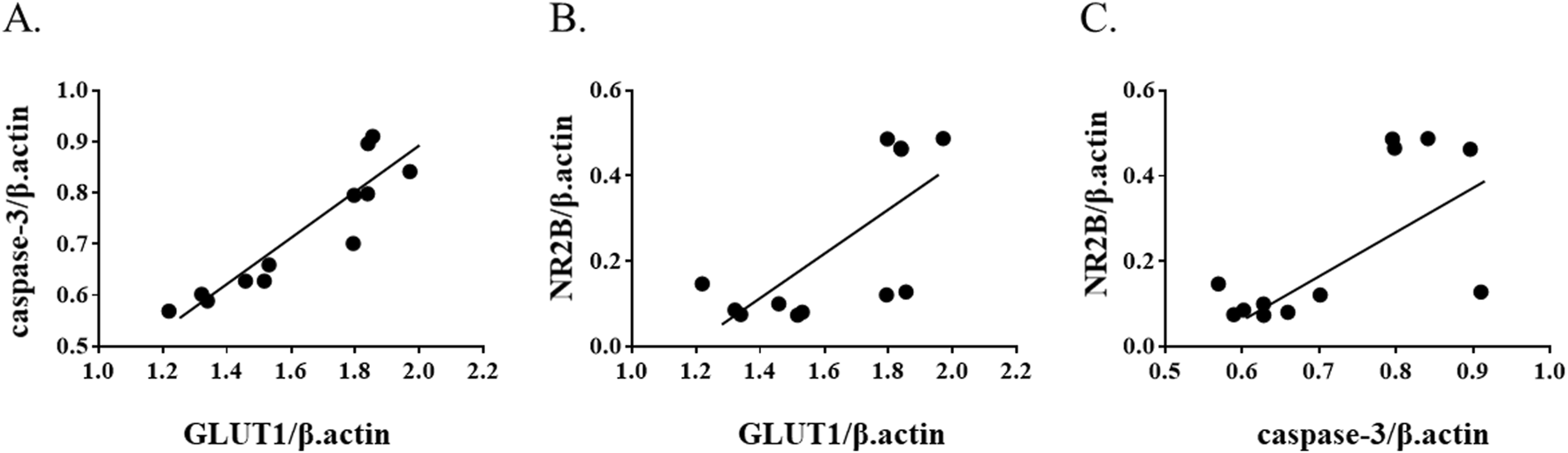 Scatter plots labeled A, B, and C. Plot A shows a positive correlation between caspase-3/β-actin and GLUT1/β-actin. Plot B shows a positive correlation between NR2B/β-actin and GLUT1/β-actin. Plot C shows a positive correlation between NR2B/β-actin and caspase-3/β-actin. Each plot includes a trend line and data points.