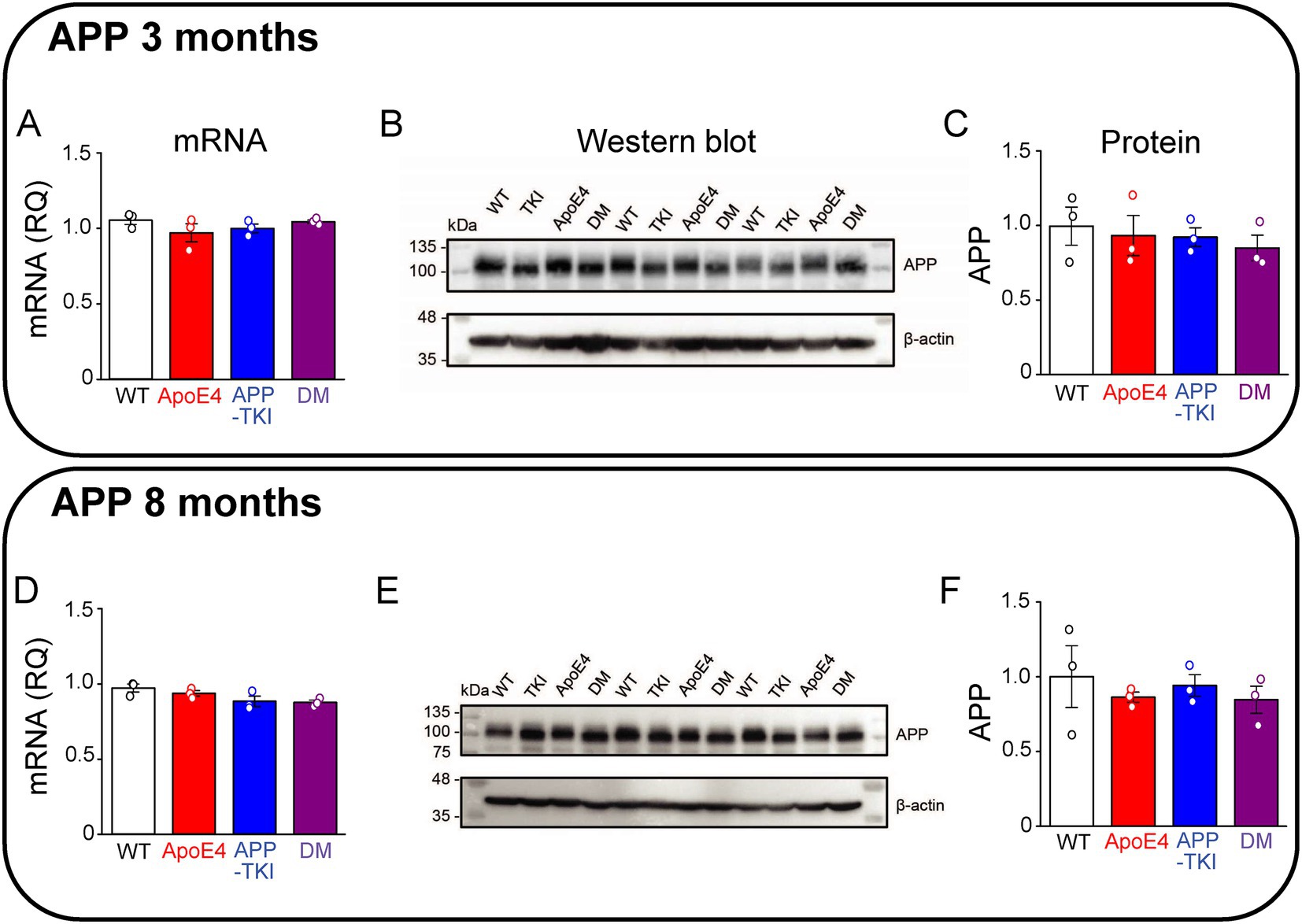 Graphs and Western blot images of APP expression at three and eight months. Panels A, D show mRNA levels; B, E display Western blots; C, F present protein quantification. Groups are WT, ApoE4, APP-TKI, and DM. β-actin is used as a loading control.