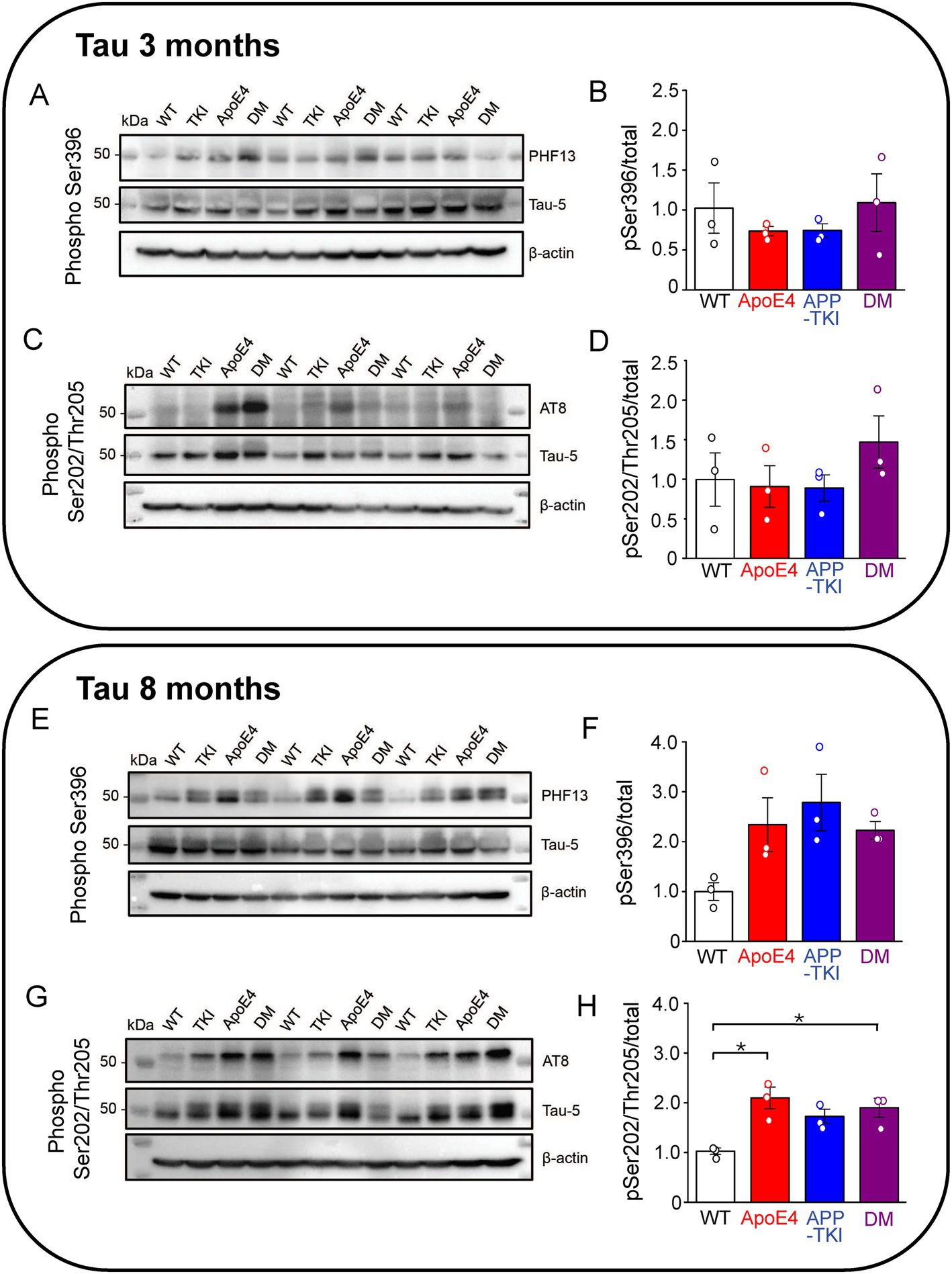 Western blot and bar graph panels depict protein analysis of Tau phosphorylation at three and eight months. Panels A and E show blots for phospho-Ser396 with PHF13, Tau-5, and β-actin. Panels C and G show blots for phospho-Ser202/Thr205 with AT8, Tau-5, and β-actin. Panels B, D, F, and H display corresponding bar graphs showing quantification: WT, ApoE4, APP-TKI, and DM groups, with significance indicated in panel H.