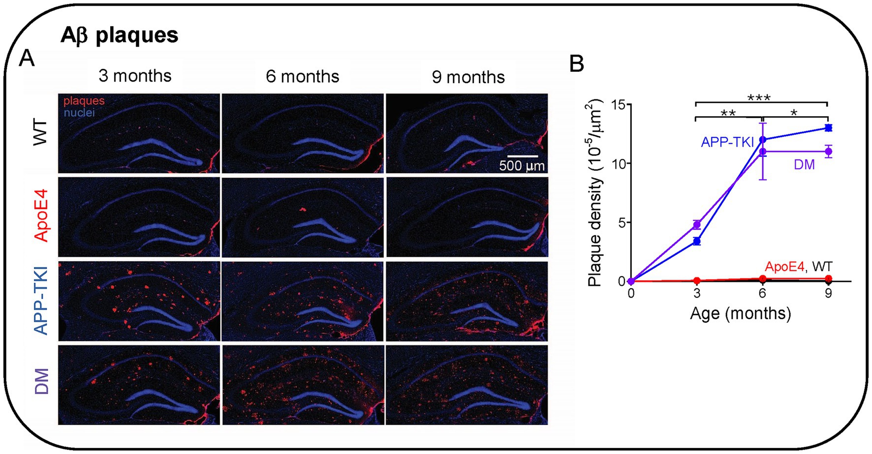 Panel A shows fluorescent microscopy images of Aβ plaques in brain sections from four experimental groups: WT, ApoE4, APP-TKI, and DM at 3, 6, and 9 months. Plaques appear in red and nuclei in blue. Panel B is a line graph showing plaque density over time, with APP-TKI and DM groups demonstrating significant increases compared to ApoE4 and WT. Statistical significance is indicated with asterisks.