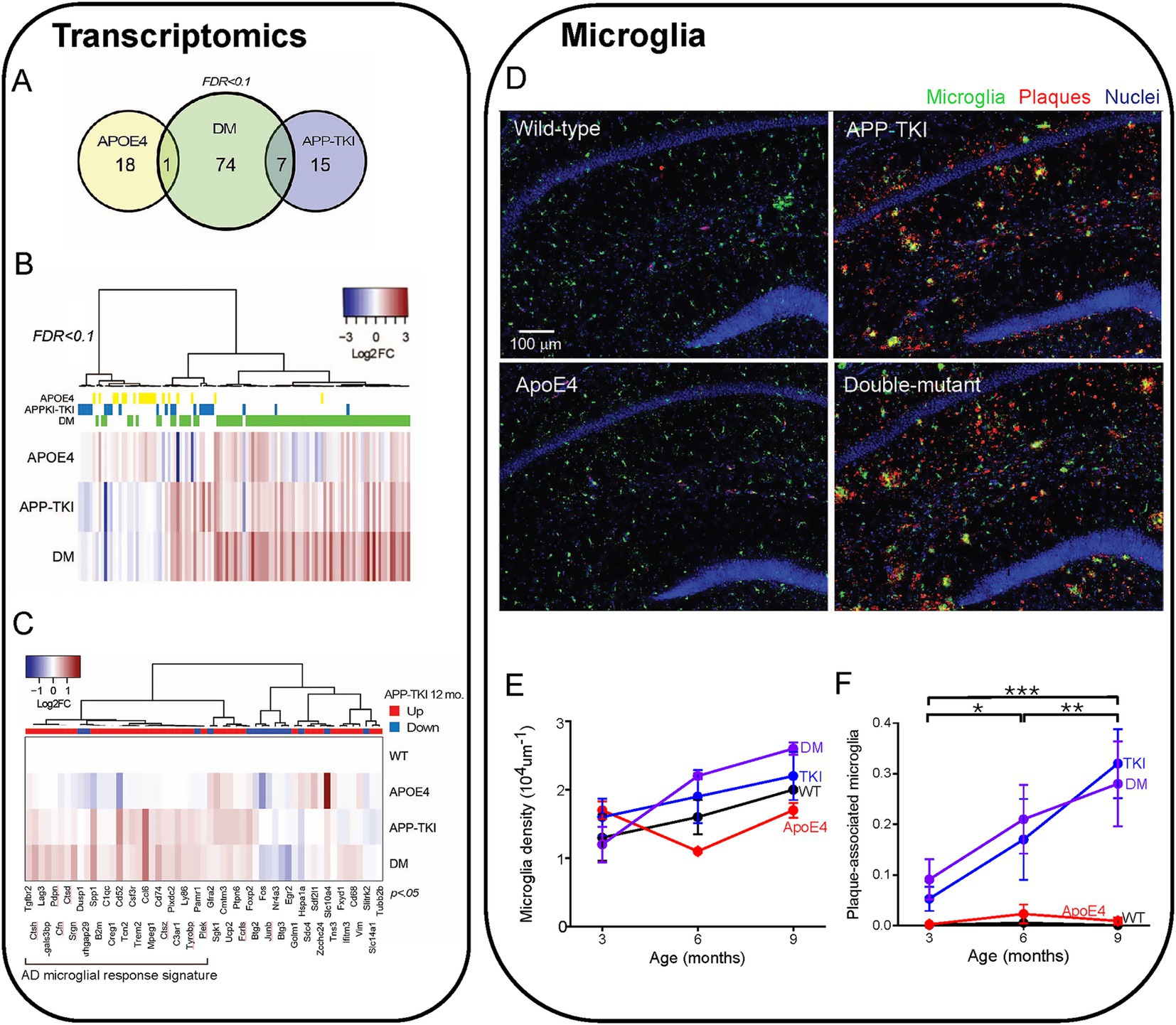 A composite scientific figure containing six parts related to transcriptomics and microglia analysis:A) A Venn diagram showing the overlap of gene expression for APOE4, DM, and APP-TKI groups, with numbers indicating unique and shared genes.B) A heatmap with hierarchical clustering illustrating gene expression differences among APOE4, APP-TKI, and DM groups, with a color scale from blue (downregulated) to red (upregulated).C) Another heatmap highlighting Alzheimer’s disease microglial response signatures, with gene clusters marked by red and blue annotations.D) Microscopy images of brain tissue in four conditions: Wild-type, APP-TKI, ApoE4, and Double-mutant. Microglia are green, plaques red, and nuclei blue.E) A line graph plotting microglia density over age in different conditions, with distinct colored lines.F) A line graph showing plaque-associated microglia over time, with statistical significance indicated by asterisks.